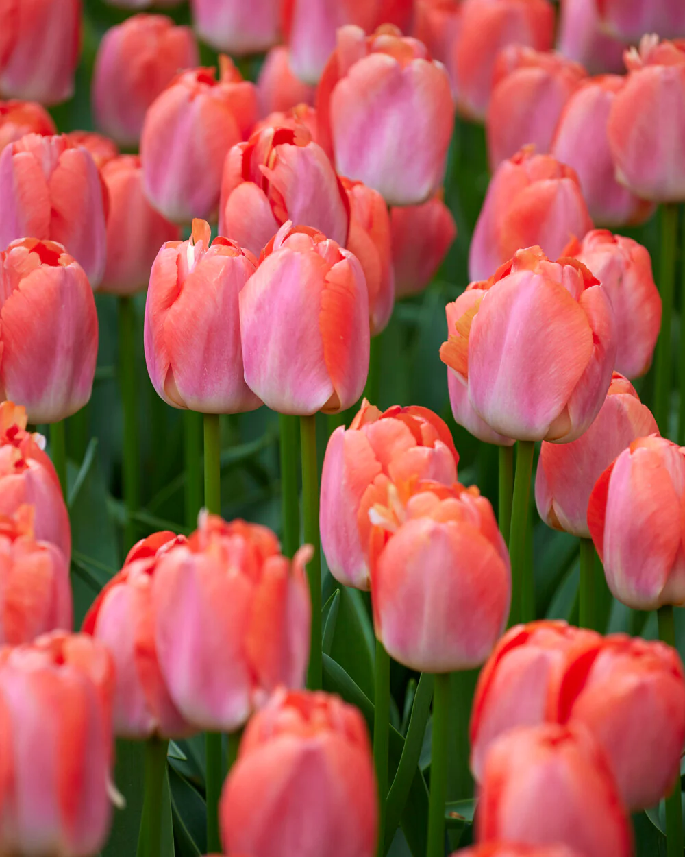 Tulip 'Pink Pride' - Image 4