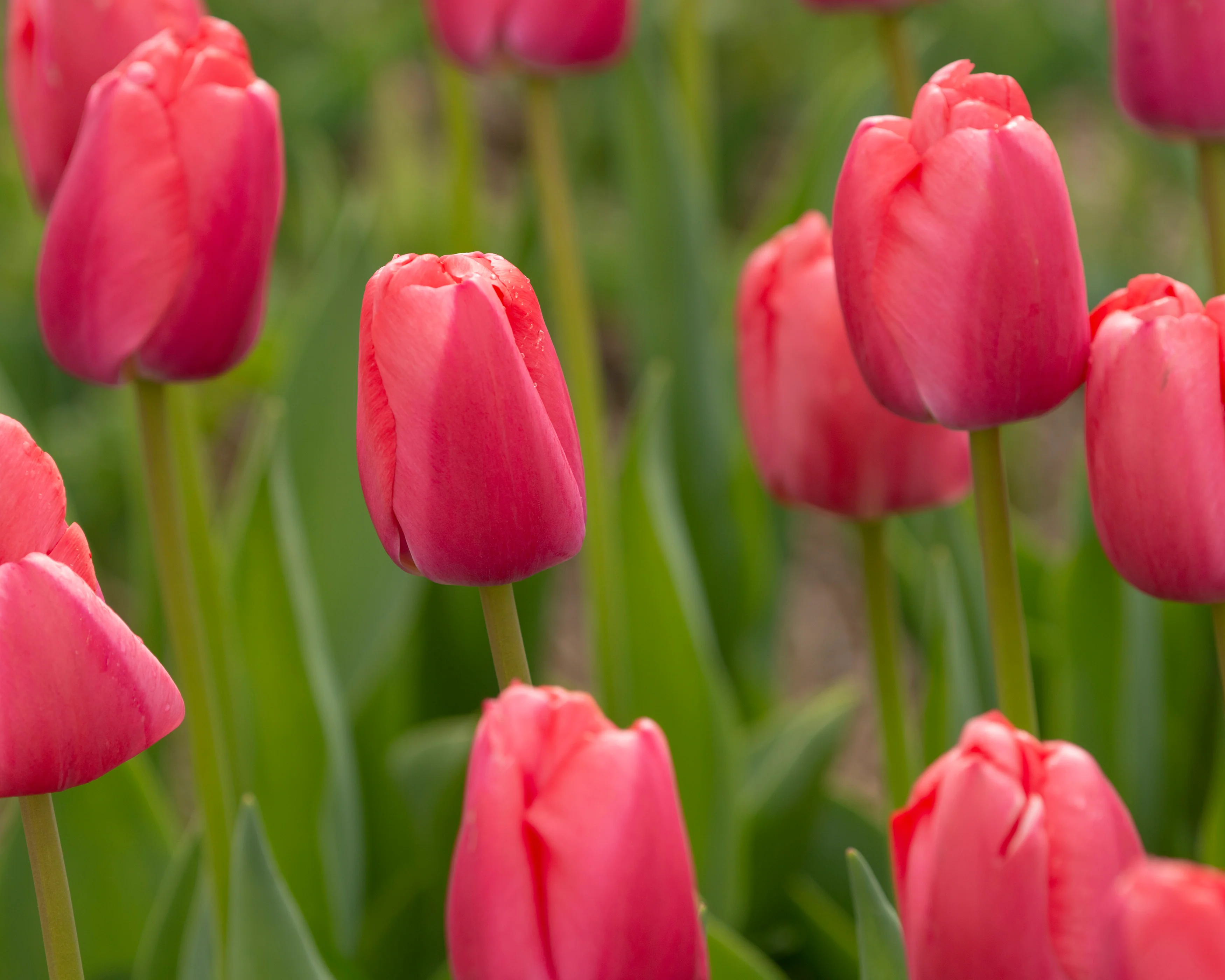 Tulip 'Pink Pride' - Image 6