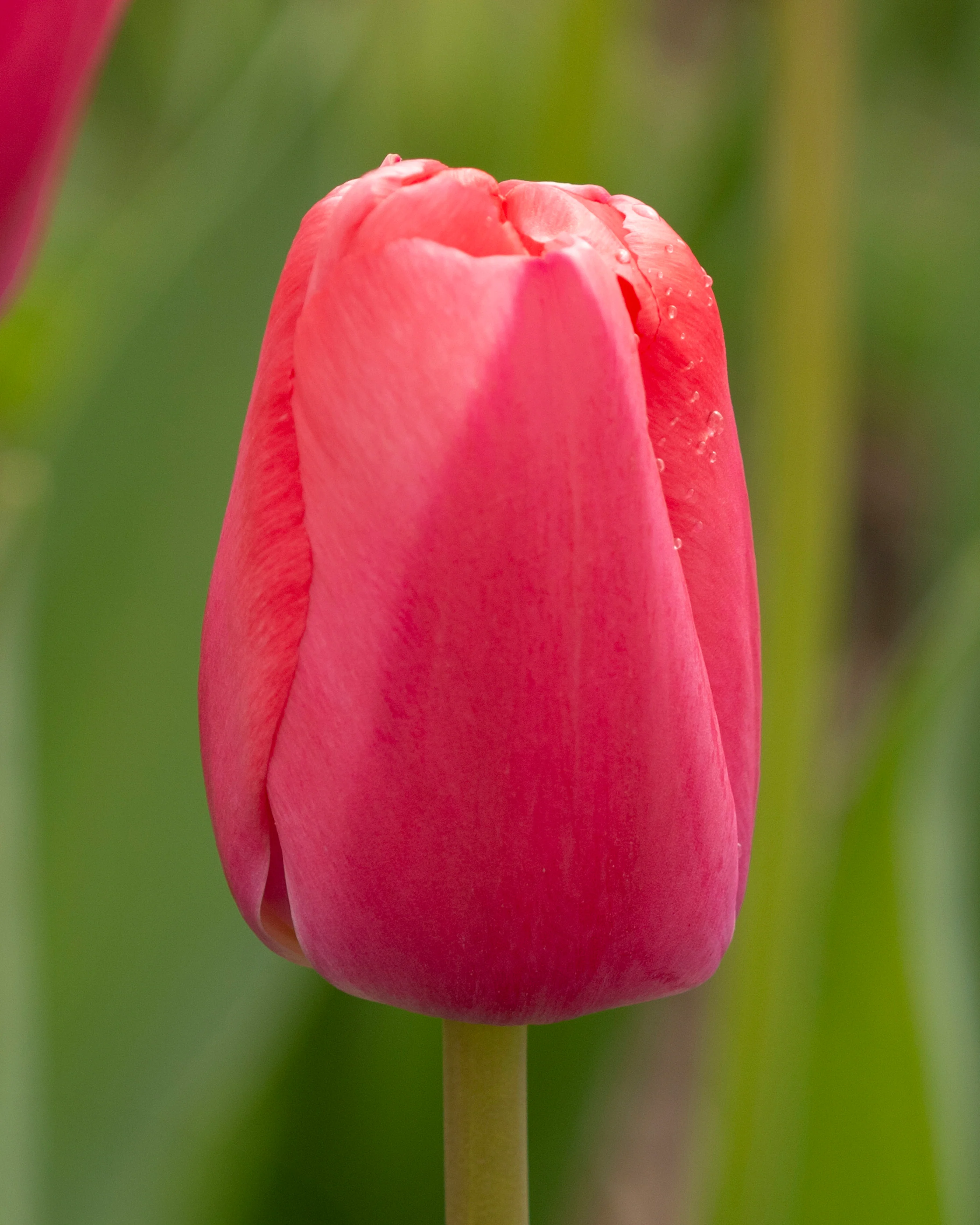 Tulip 'Pink Pride' - Image 7