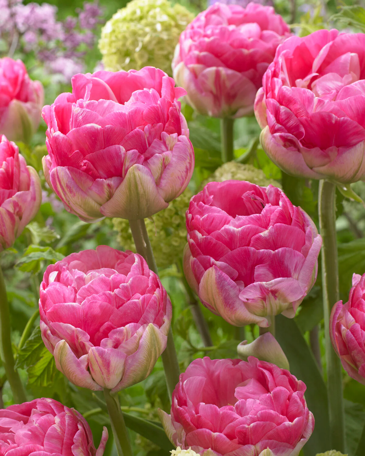 Tulip 'Pink Size' - Image 4