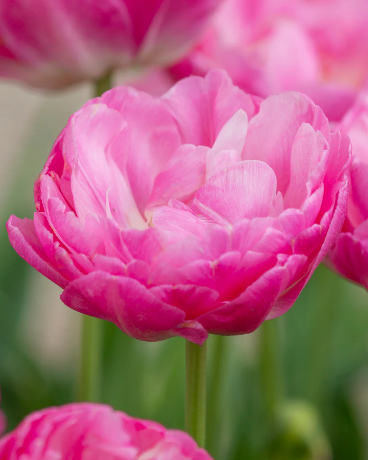 Tulip 'Pink Size' - Image 6