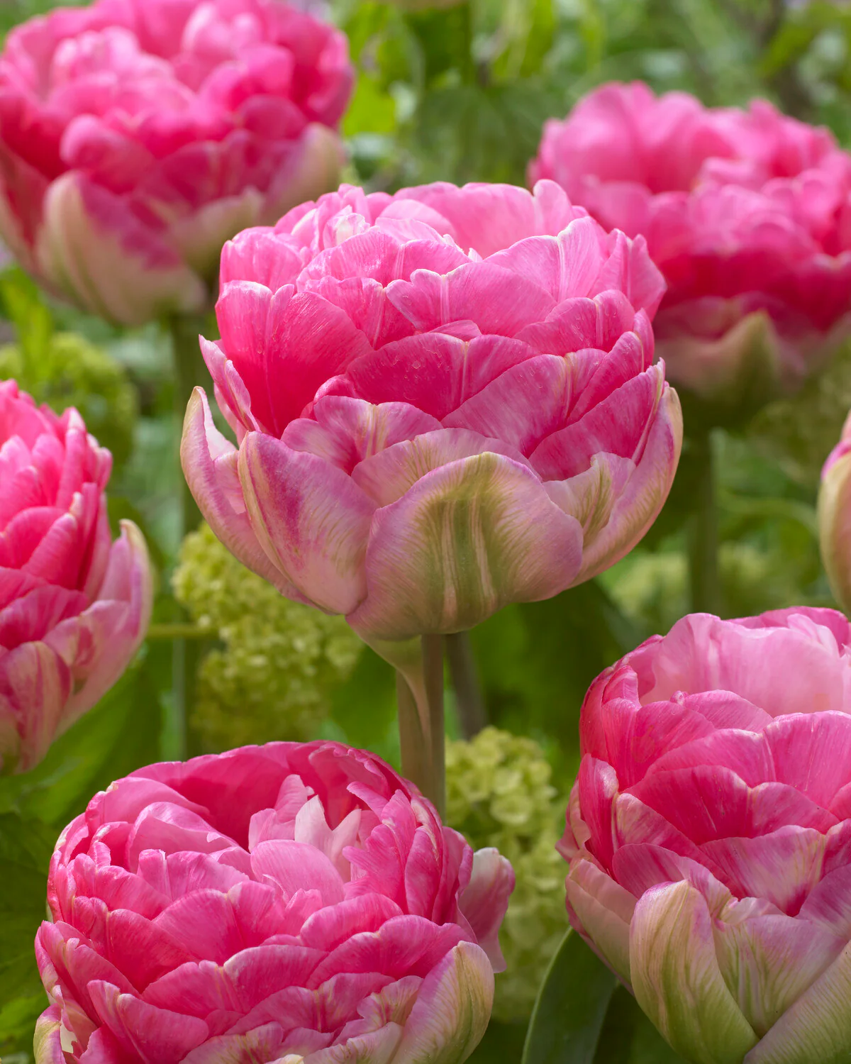Tulip 'Pink Size' - Image 7