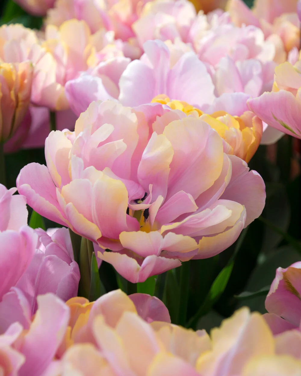 Tulip 'Pink Star' - Image 2