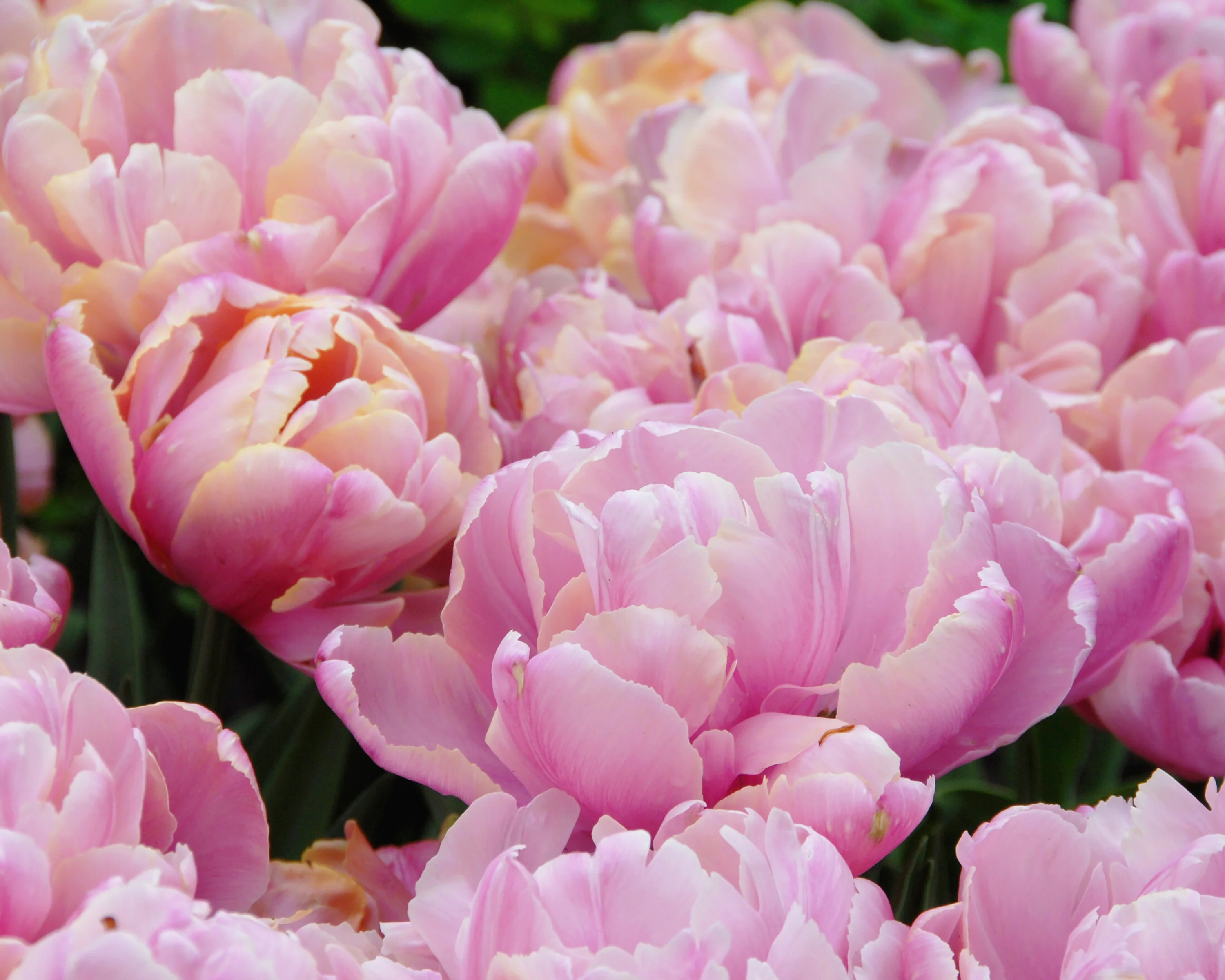 Tulip 'Pink Star' - Image 8