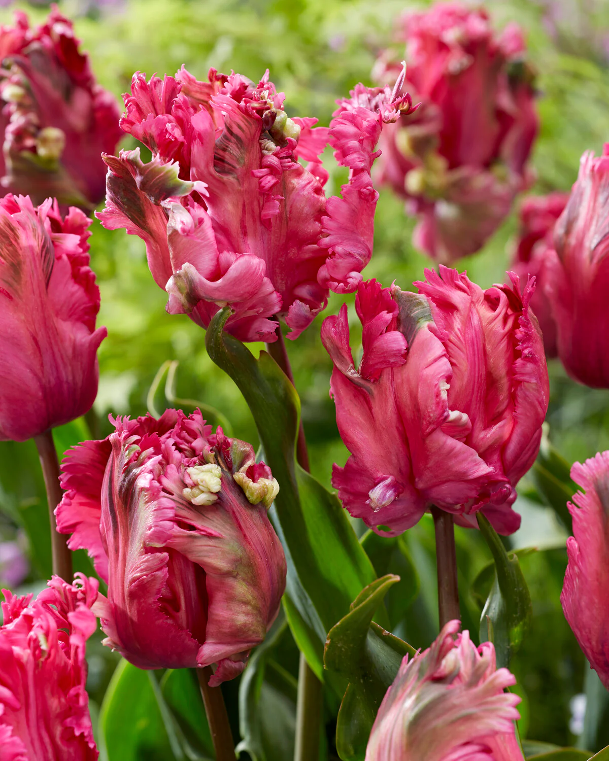 Tulip 'Power Parrot' - Image 2