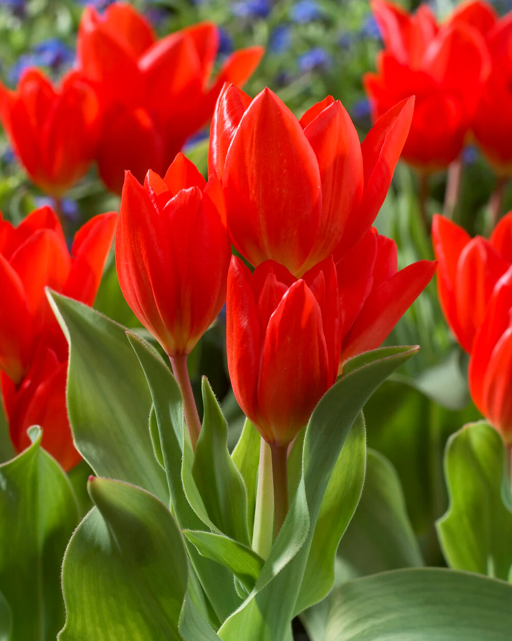 Tulip praestans 'Fusilier' - Image 2