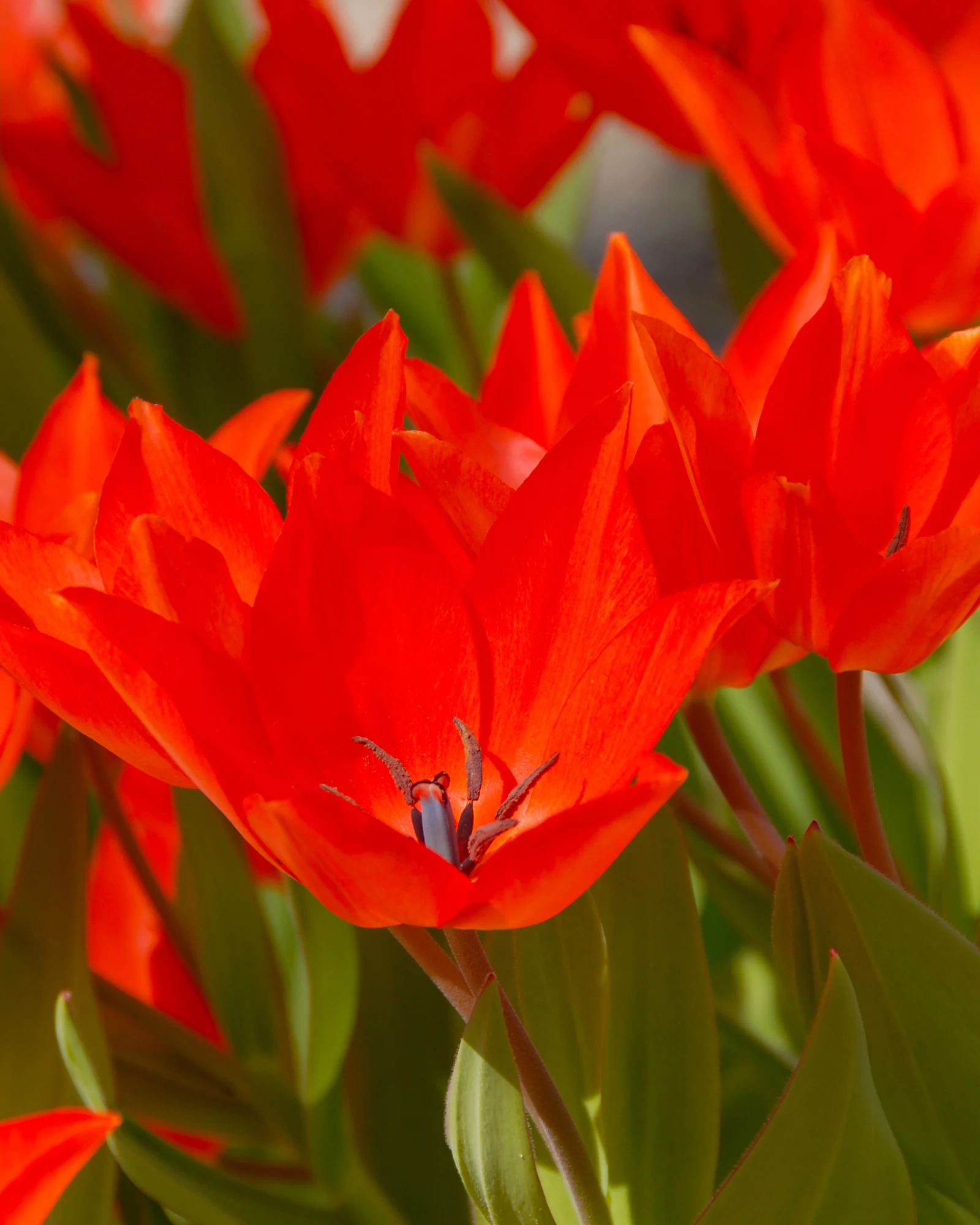 Tulip praestans 'Fusilier' - Image 3