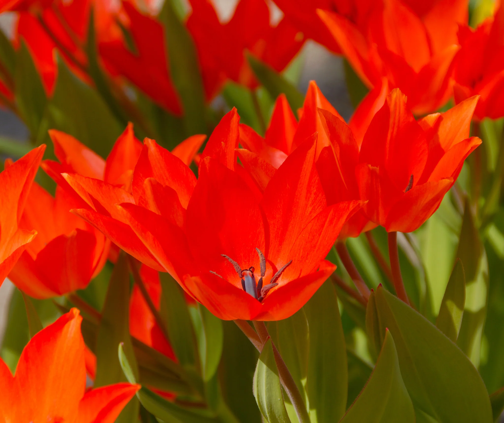 Tulip praestans 'Fusilier' - Image 6