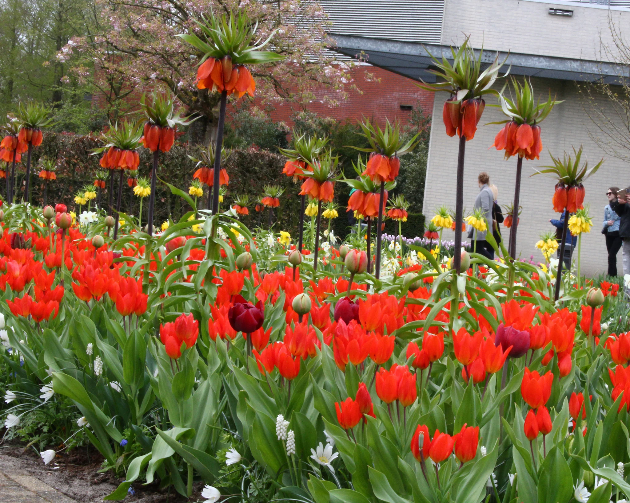 Tulip praestans 'Fusilier' - Image 9