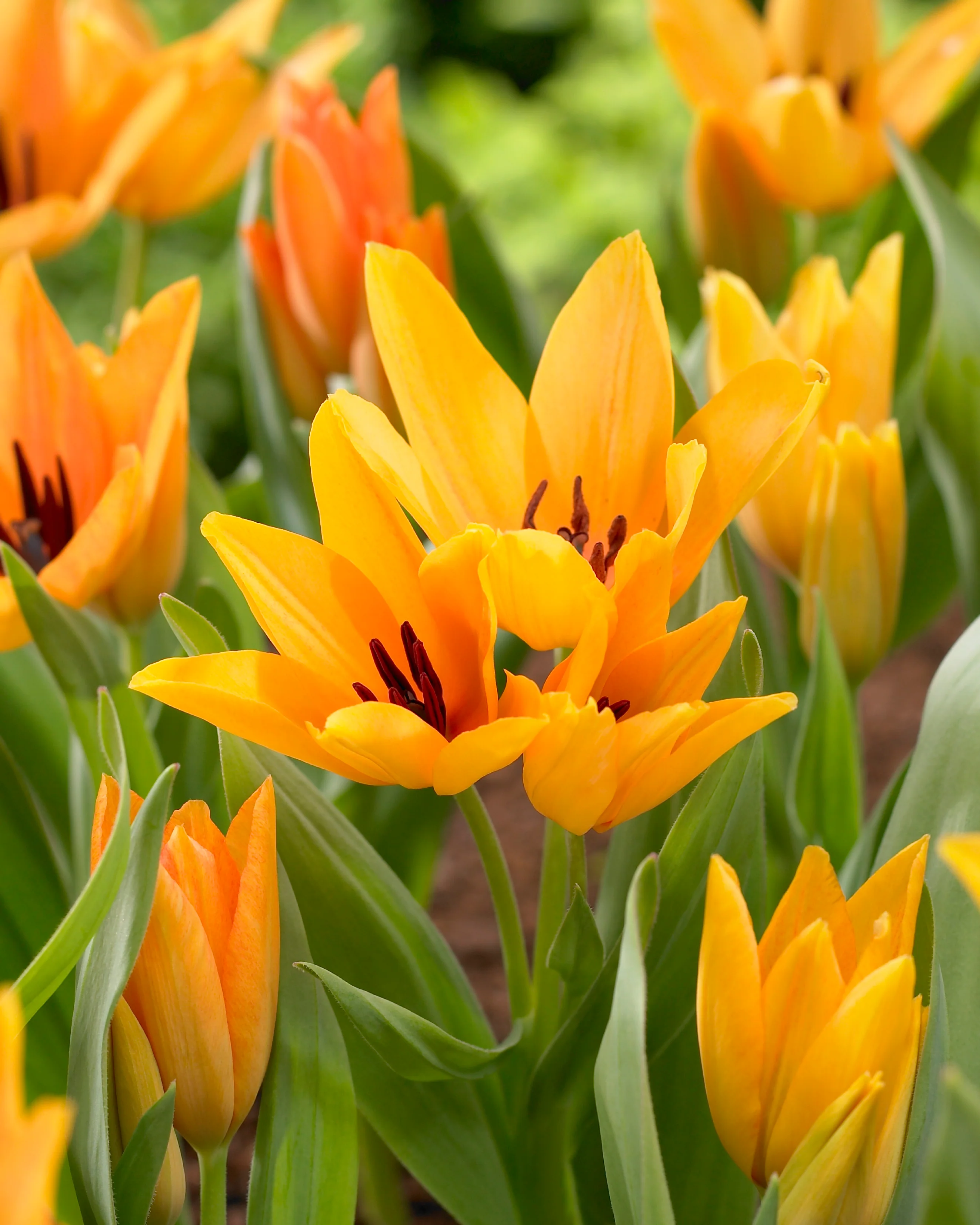 Tulip praestans 'Shogun' - Image 2