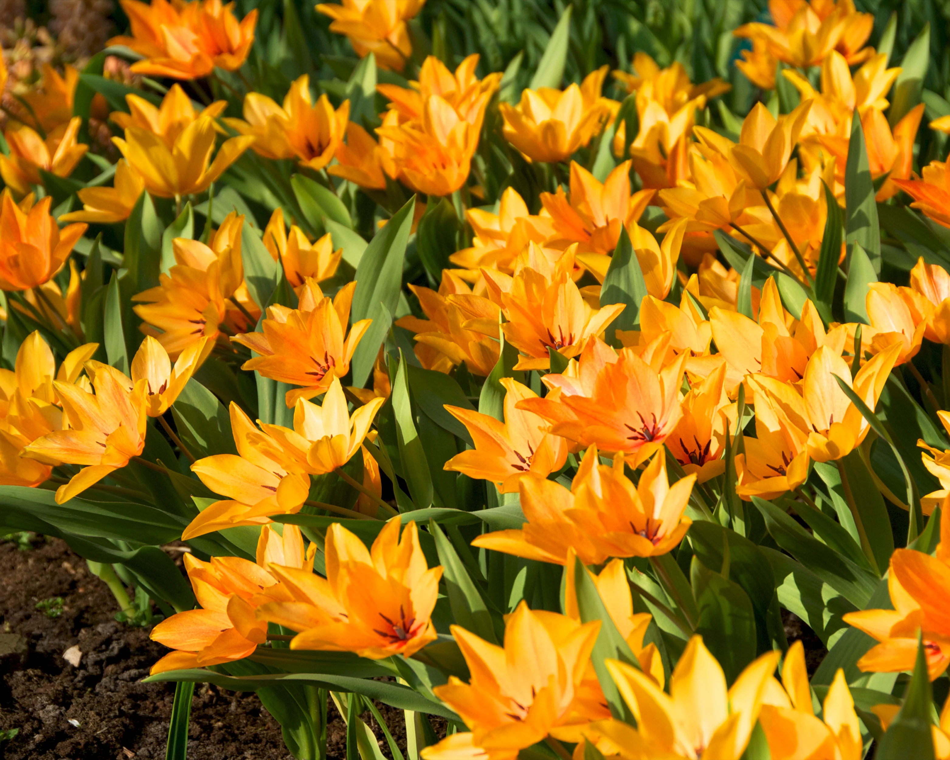 Tulip praestans 'Shogun' - Image 5