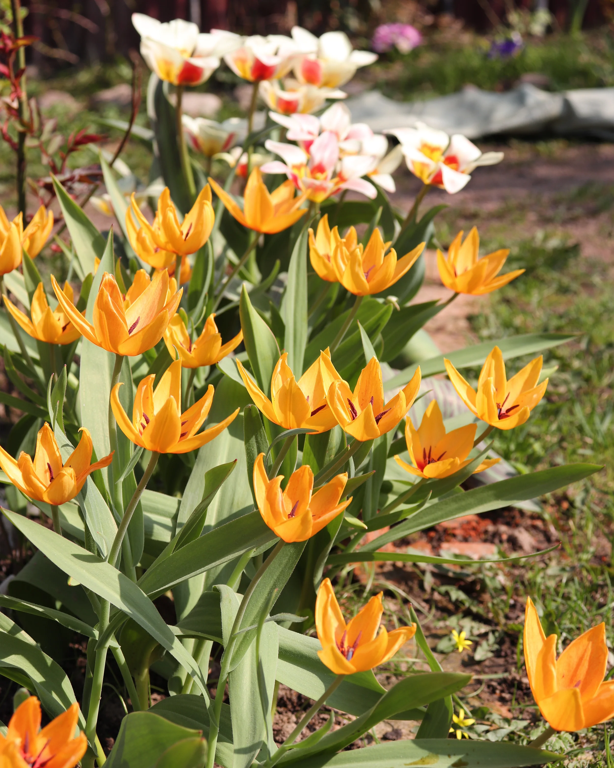 Tulip praestans 'Shogun' - Image 6