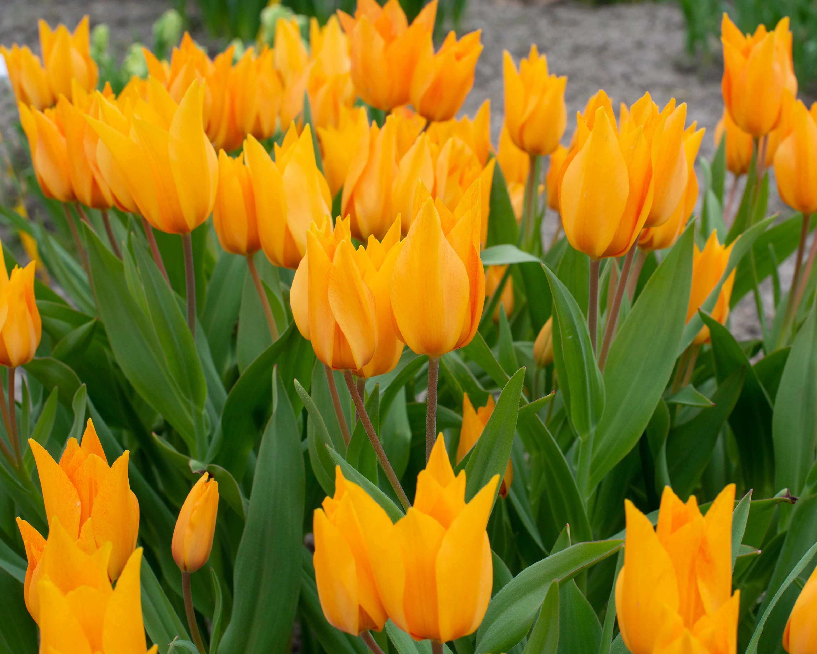 Tulip praestans 'Shogun' - Image 7