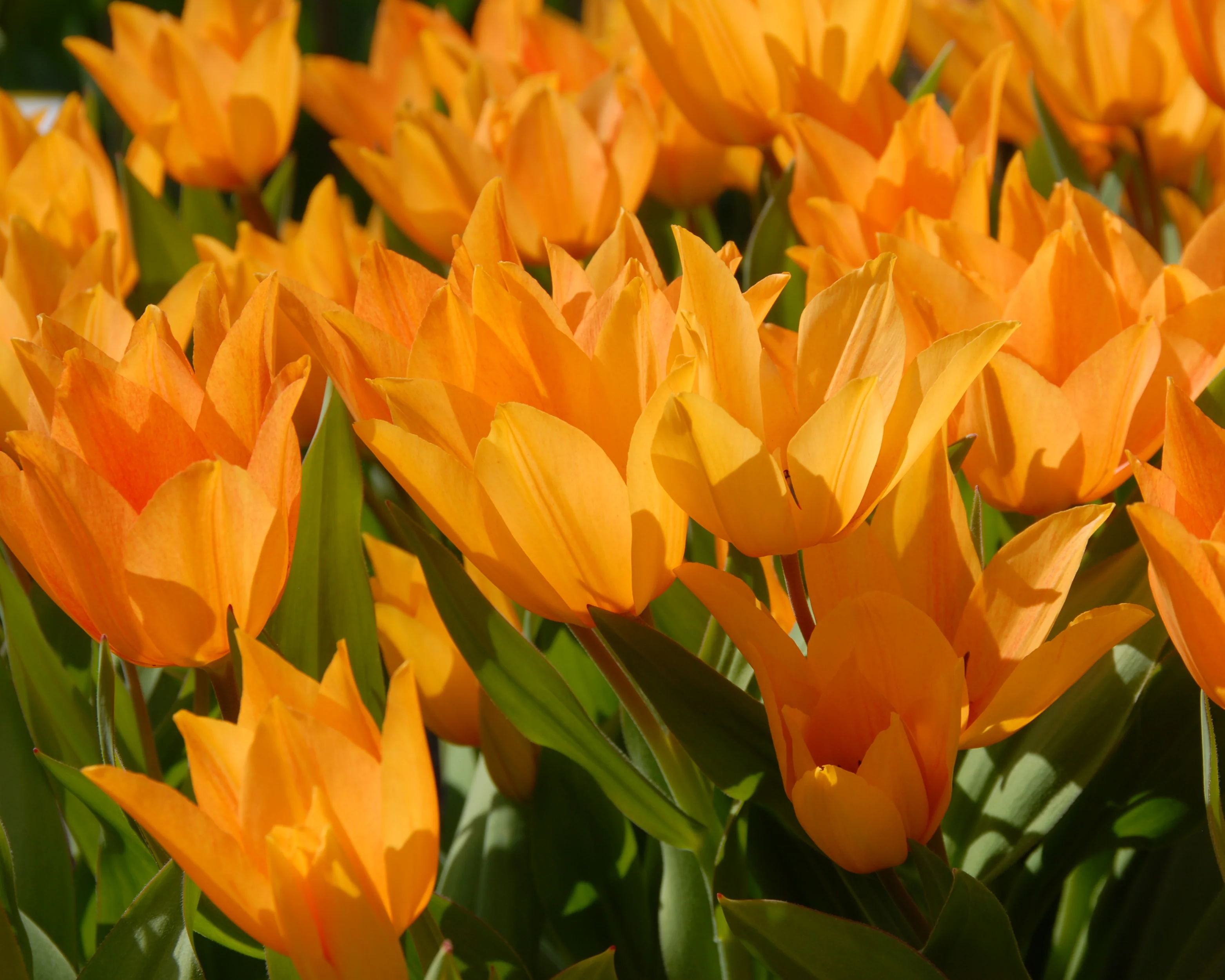 Tulip praestans 'Shogun' - Image 8