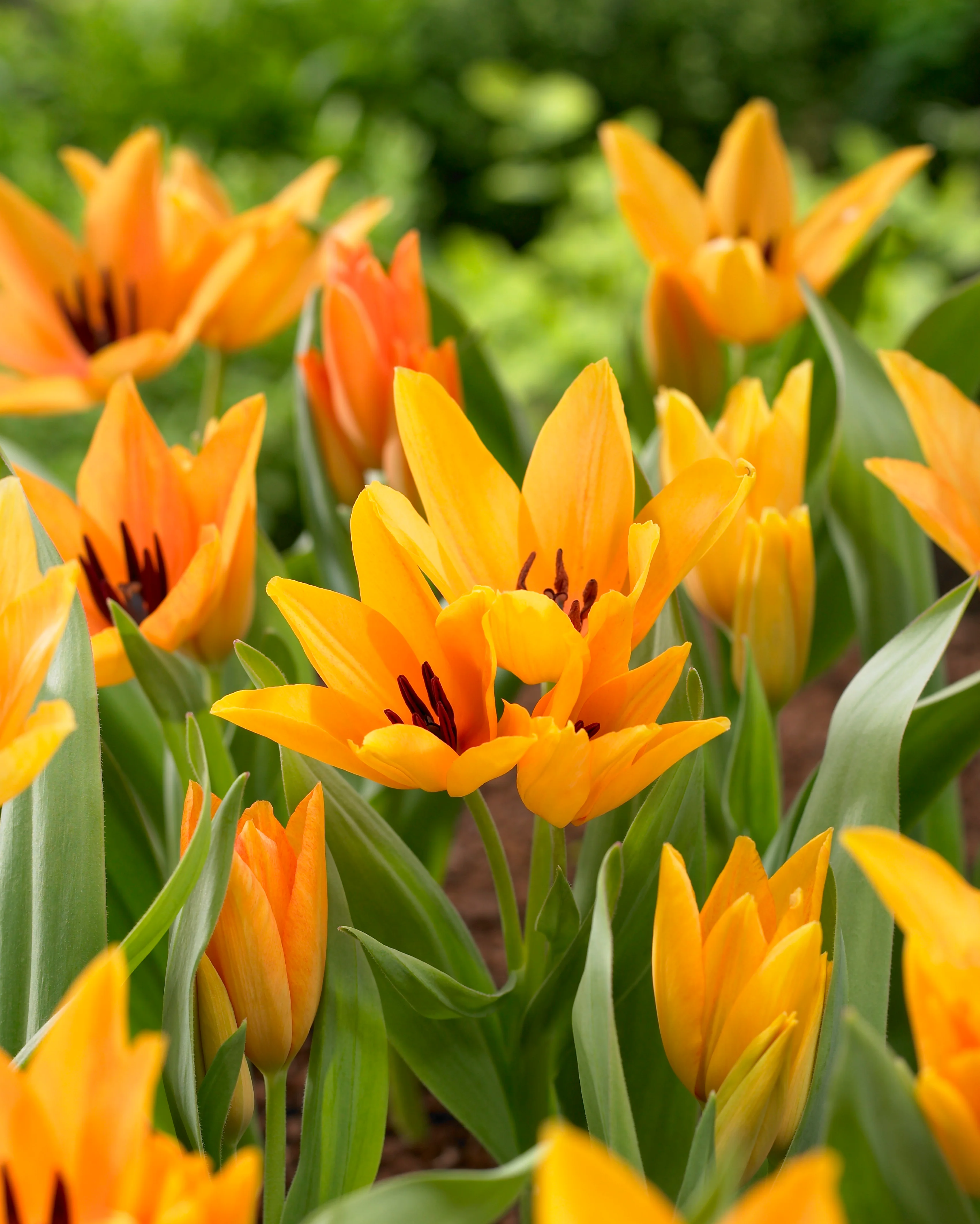 Tulip praestans 'Shogun' - Image 9