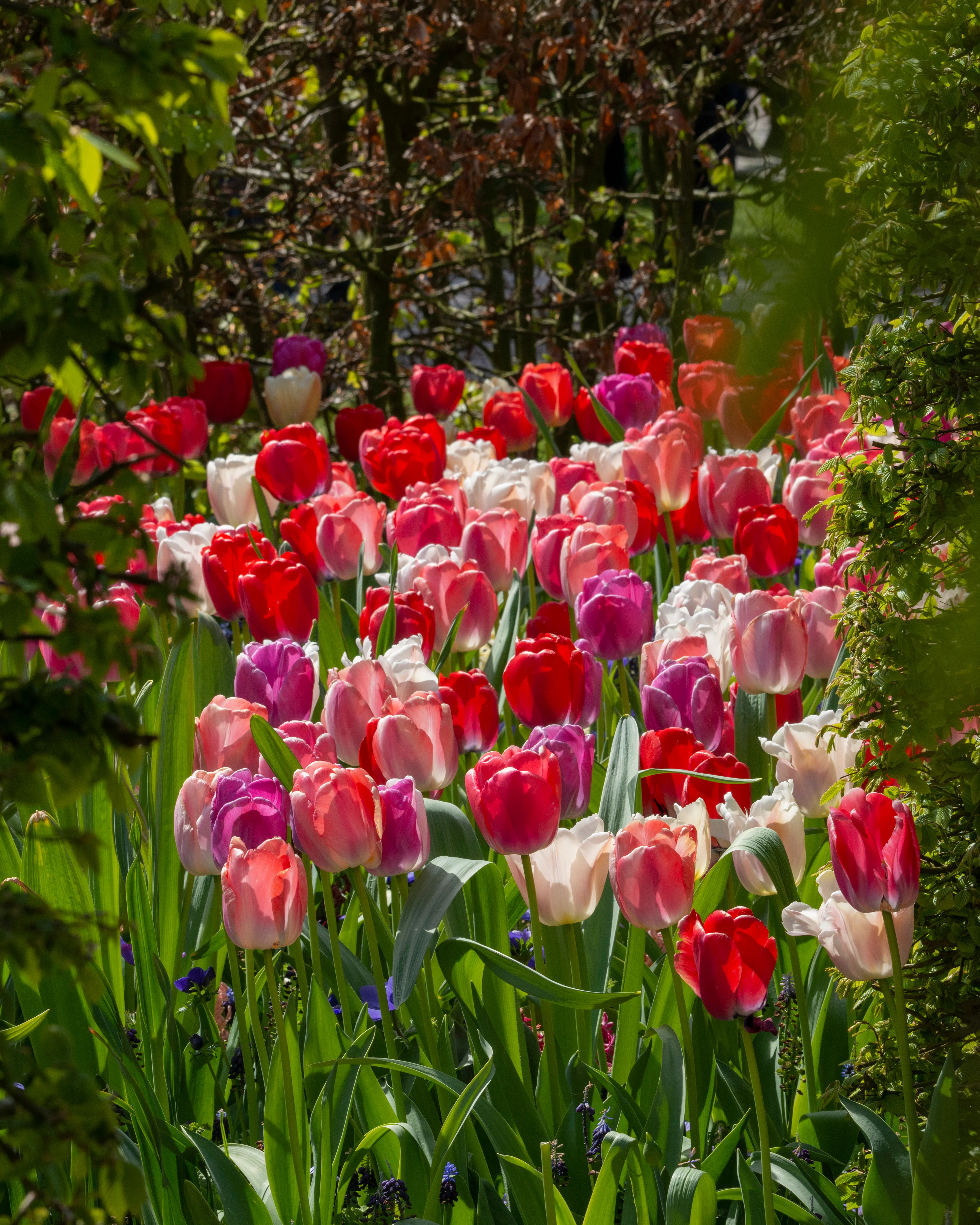 Tulip collection 'Pride Mix' - Image 3