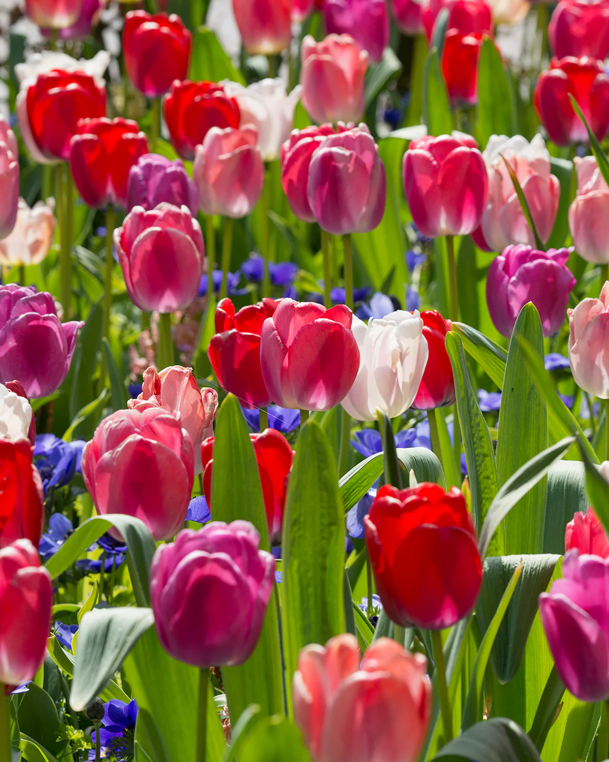 Tulip collection 'Pride Mix' - Image 6