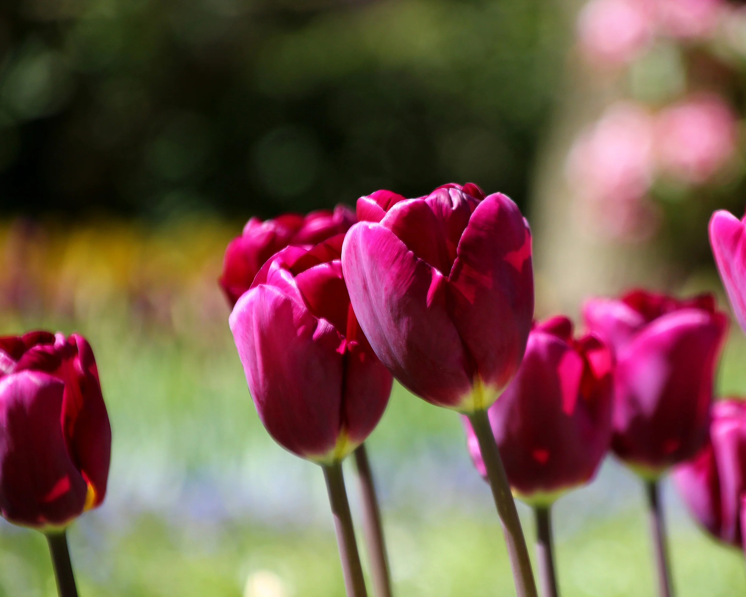 Tulip 'Purple Lady' - Image 4