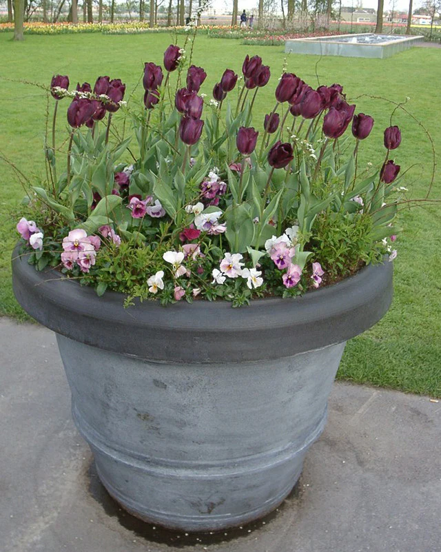 Tulip 'Purple Lady' - Image 6