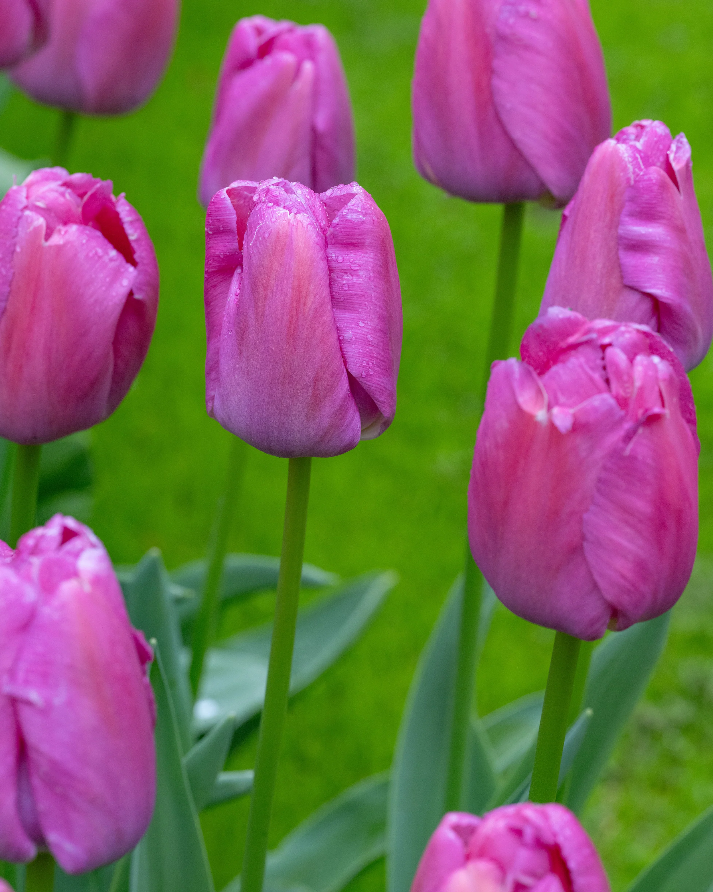 Tulip 'Purple Pride' - Image 5