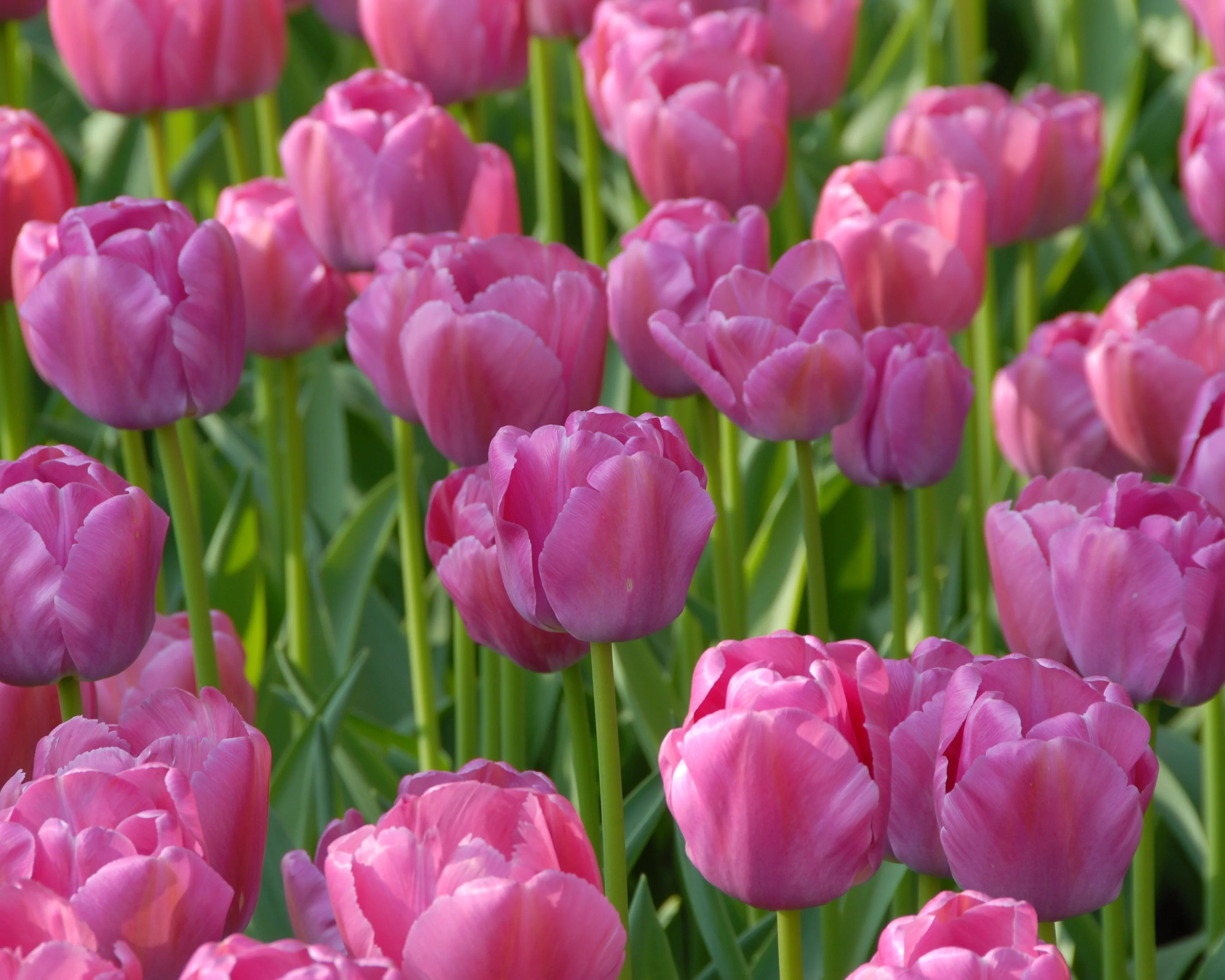 Tulip 'Purple Pride' - Image 6