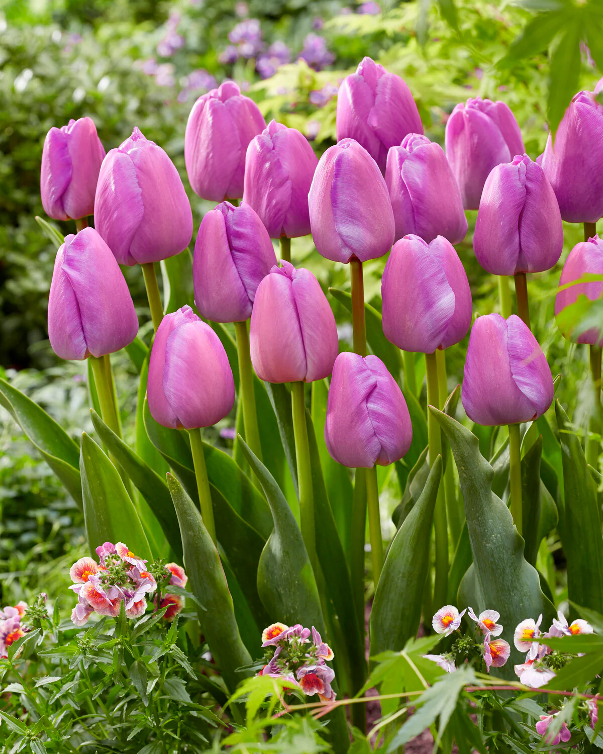 Tulip 'Purple Pride' - Image 7