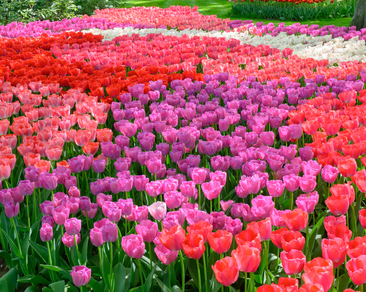 Tulip 'Purple Pride' - Image 9