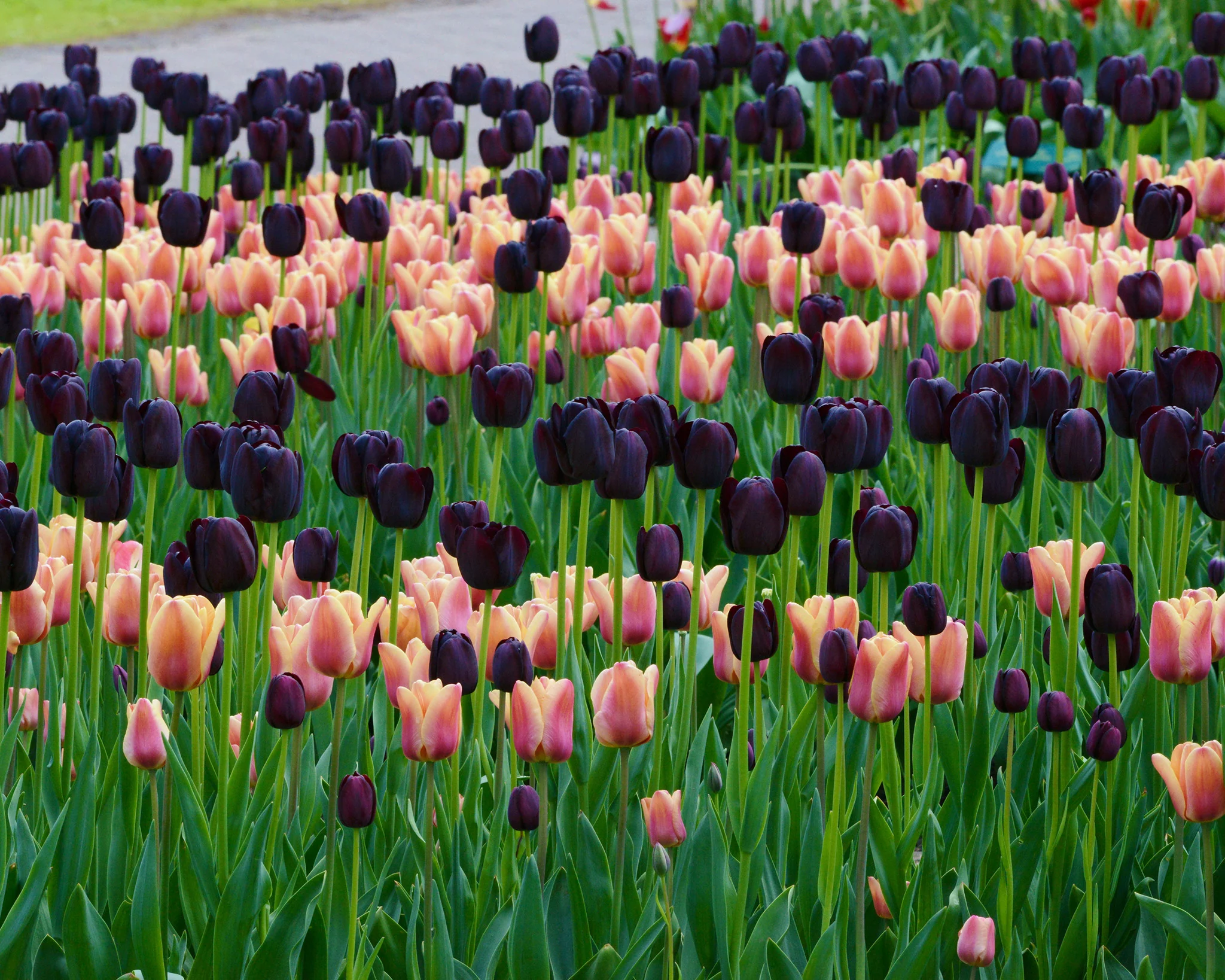 Tulip 'Queen of Night' - Image 11