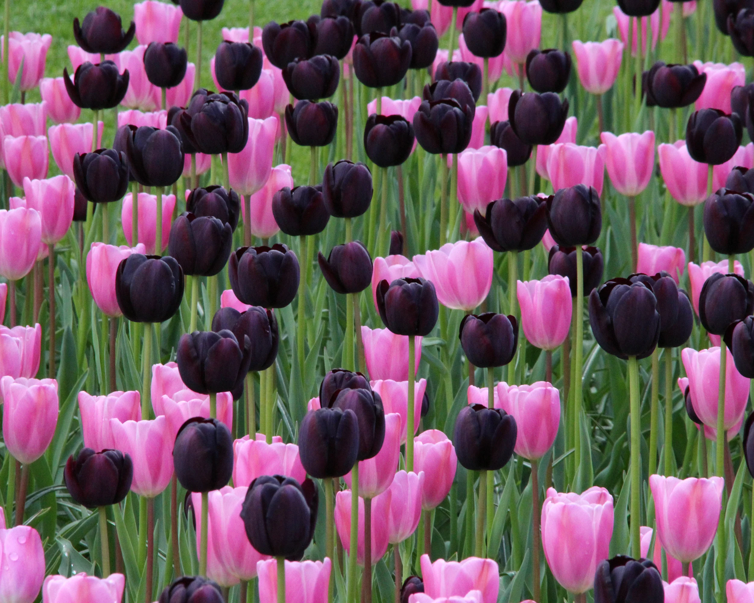 Tulip 'Queen of Night' - Image 12