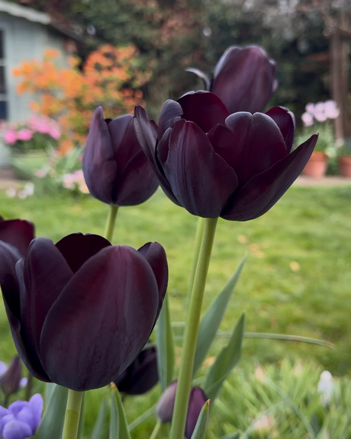 Tulip 'Queen of Night' - Image 4