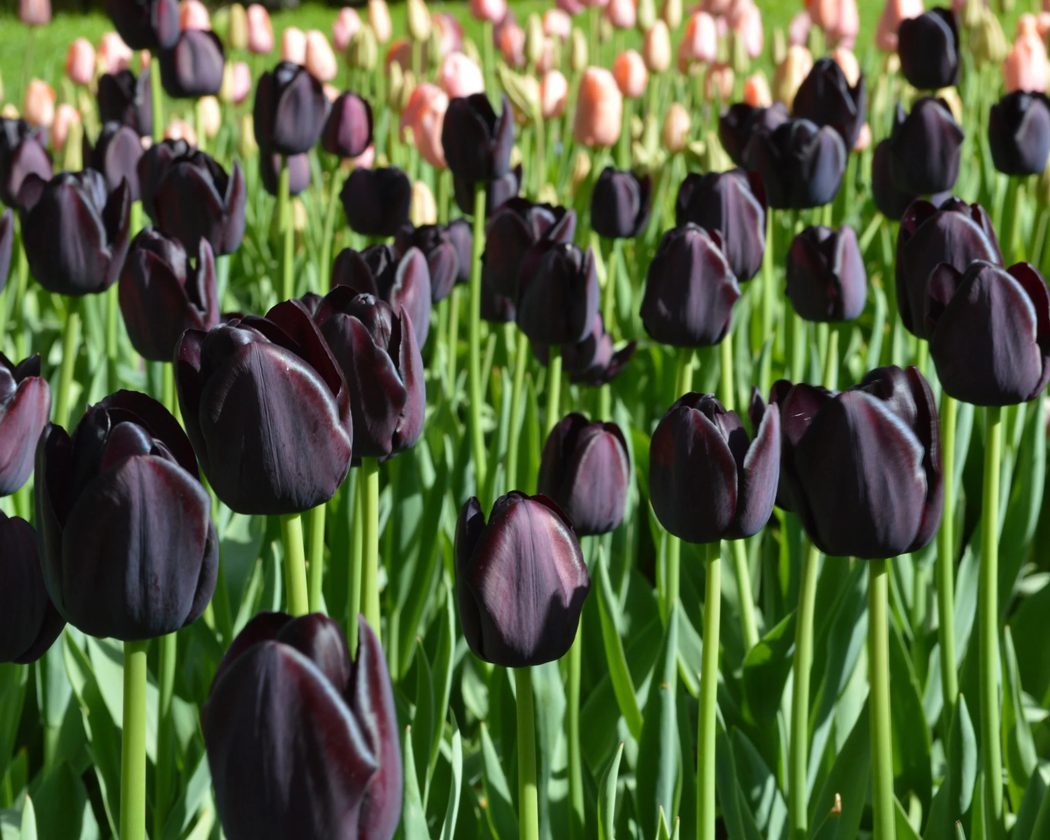 Tulip 'Queen of Night' - Image 6