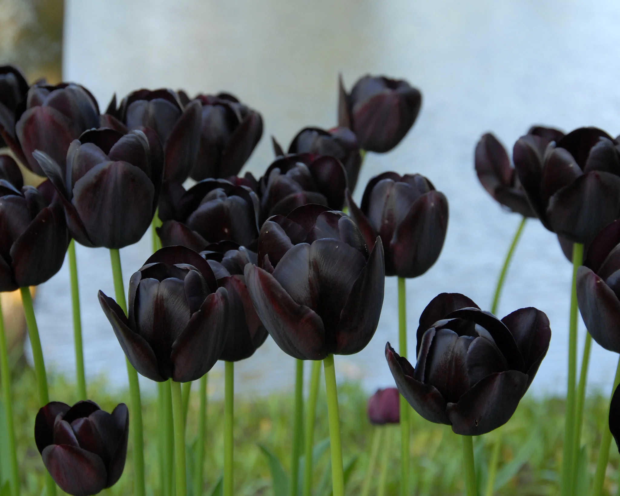 Tulip 'Queen of Night' - Image 7