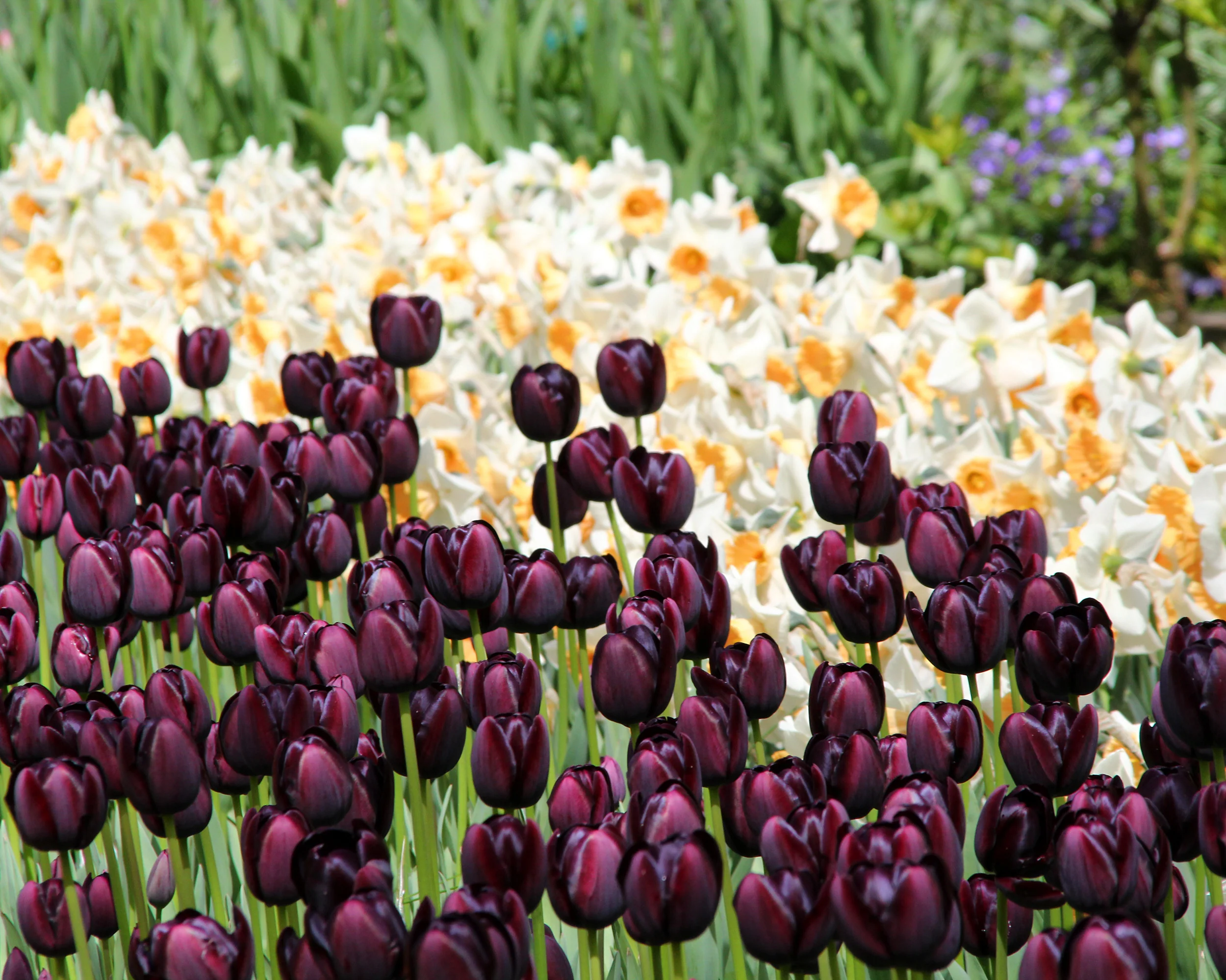 Tulip 'Queen of Night' - Image 8