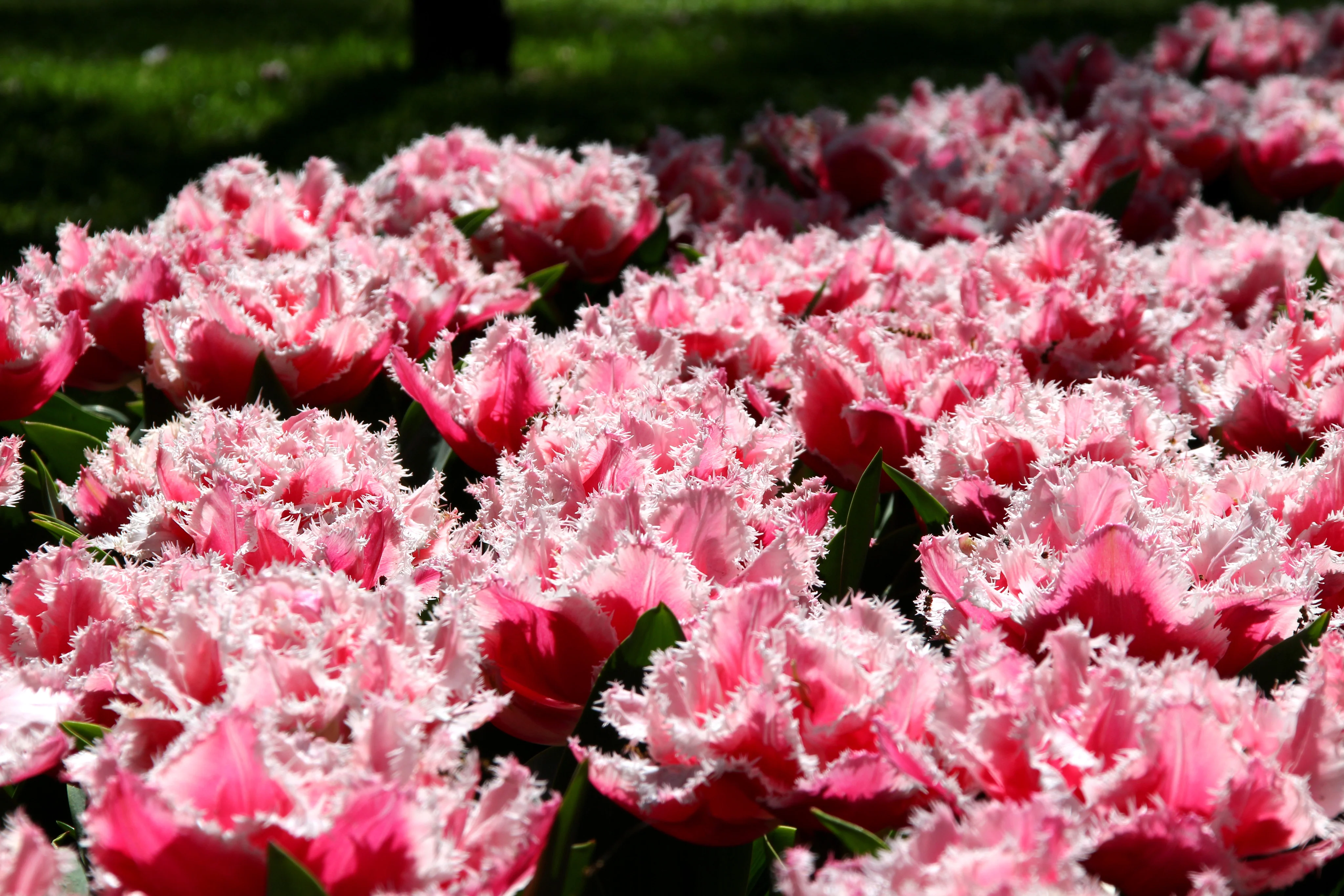 Tulip 'Queensland' - Image 4