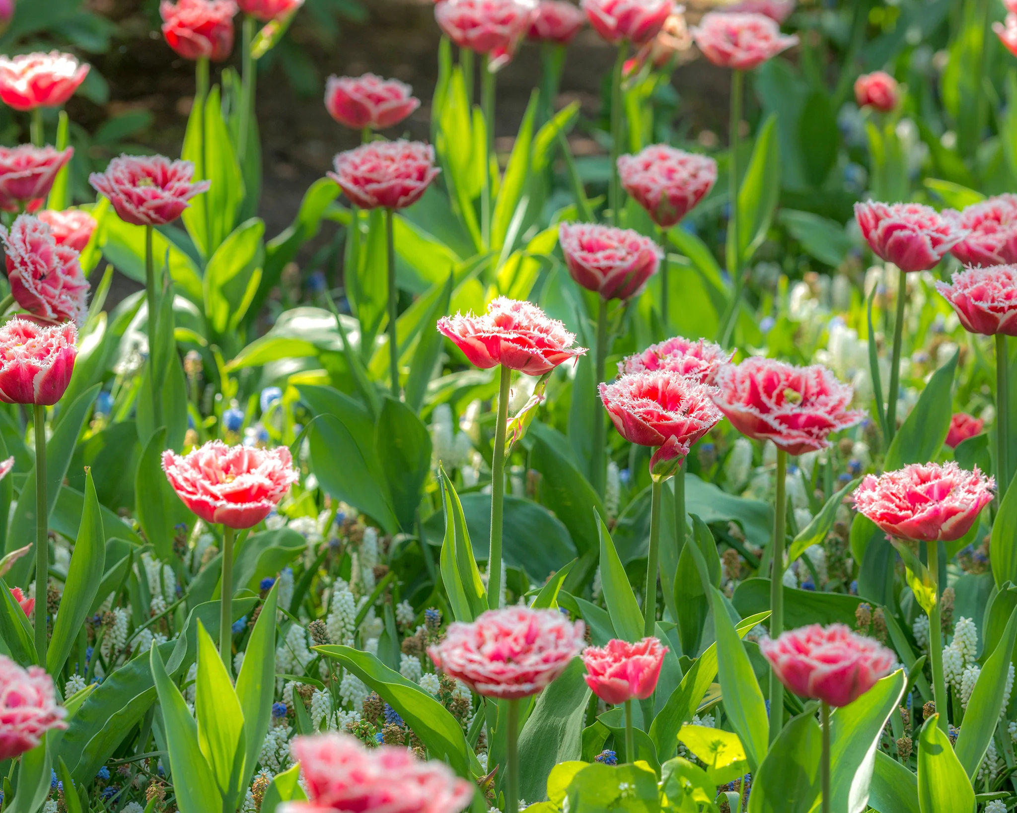 Tulip 'Queensland' - Image 5