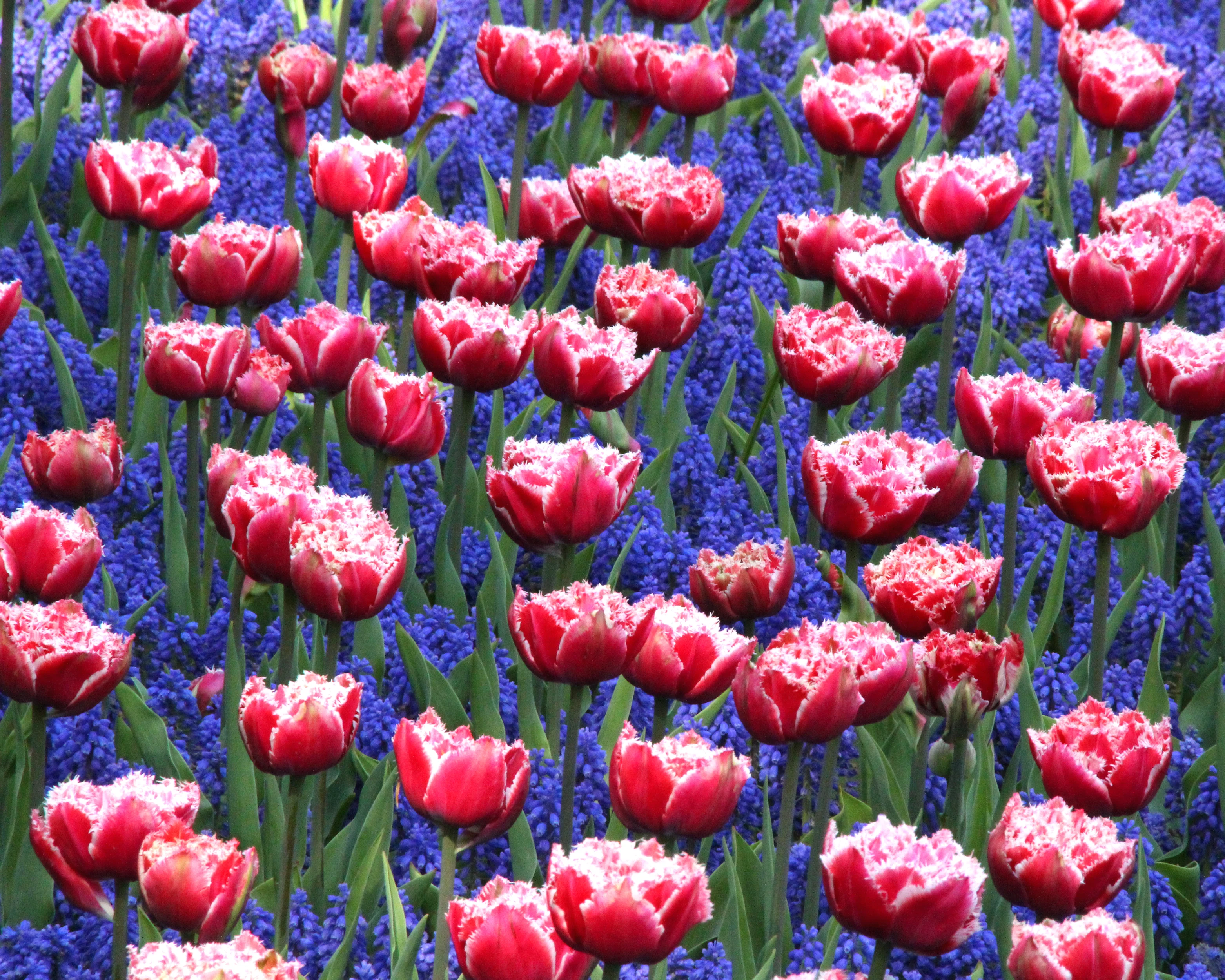 Tulip 'Queensland' - Image 6