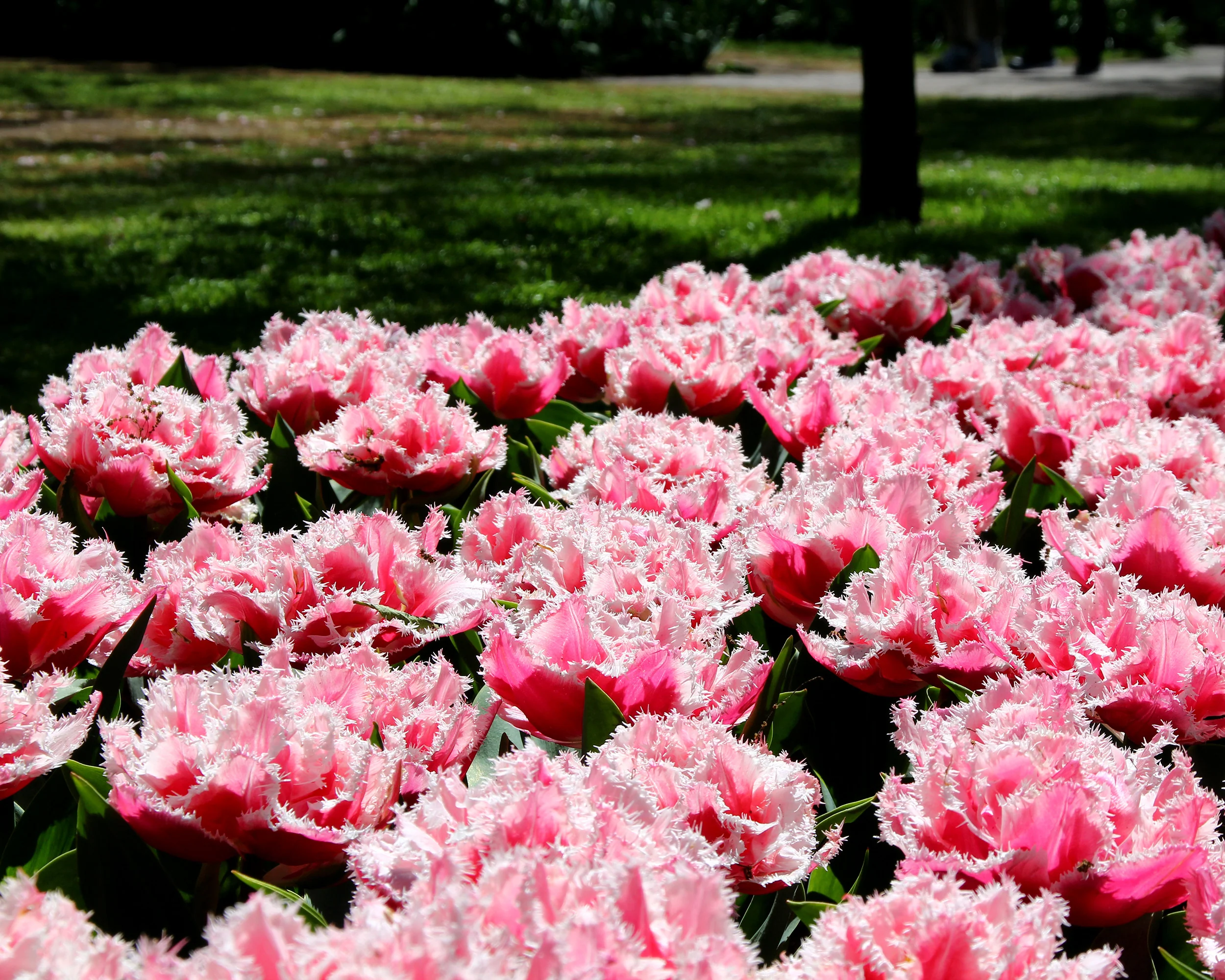 Tulip 'Queensland' - Image 7