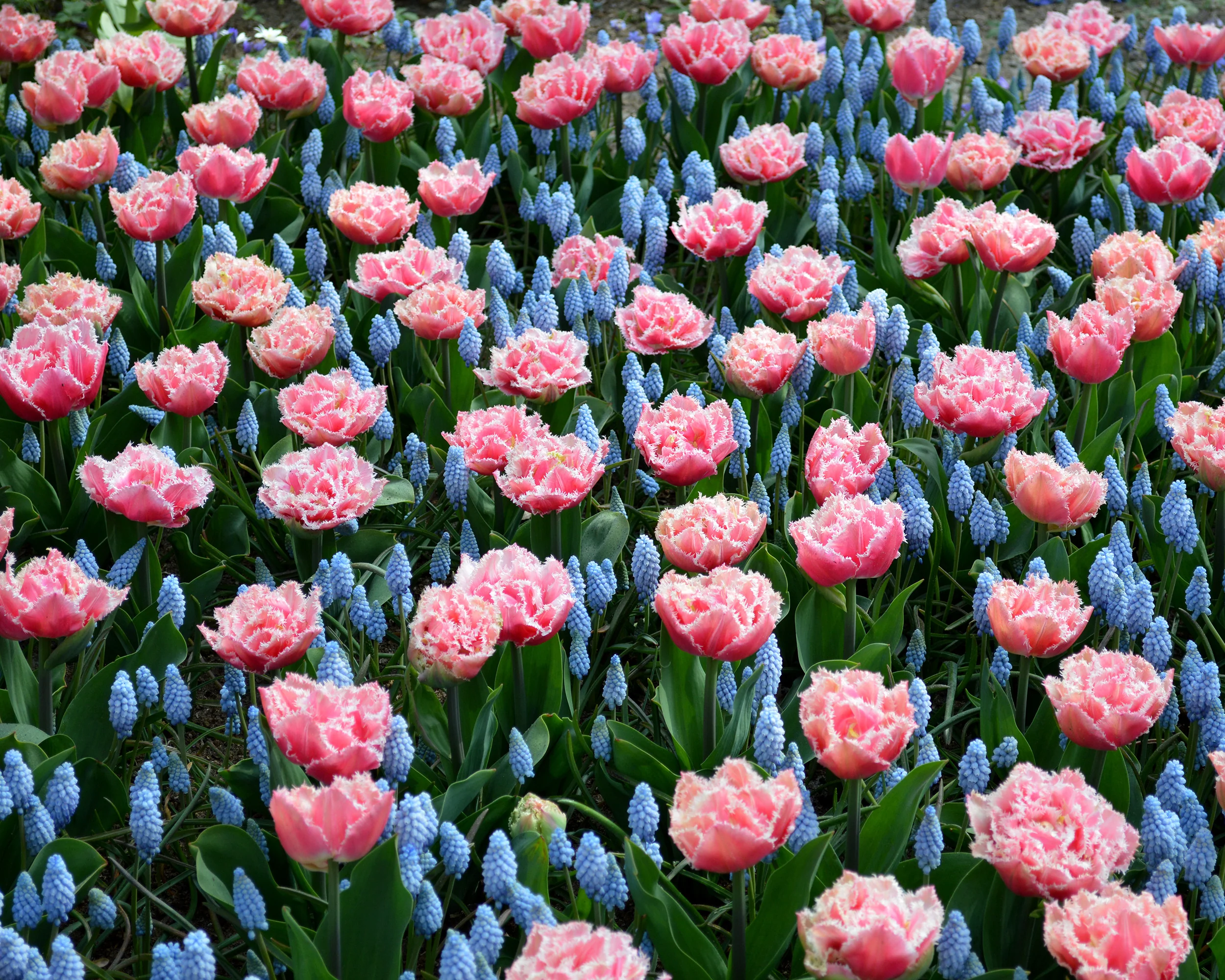 Tulip 'Queensland' - Image 8