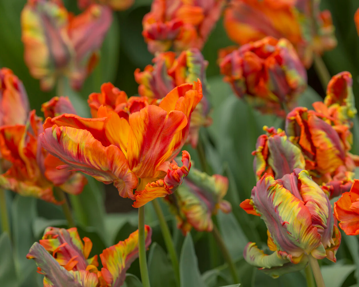 Tulip 'Rasta Parrot' - Image 5