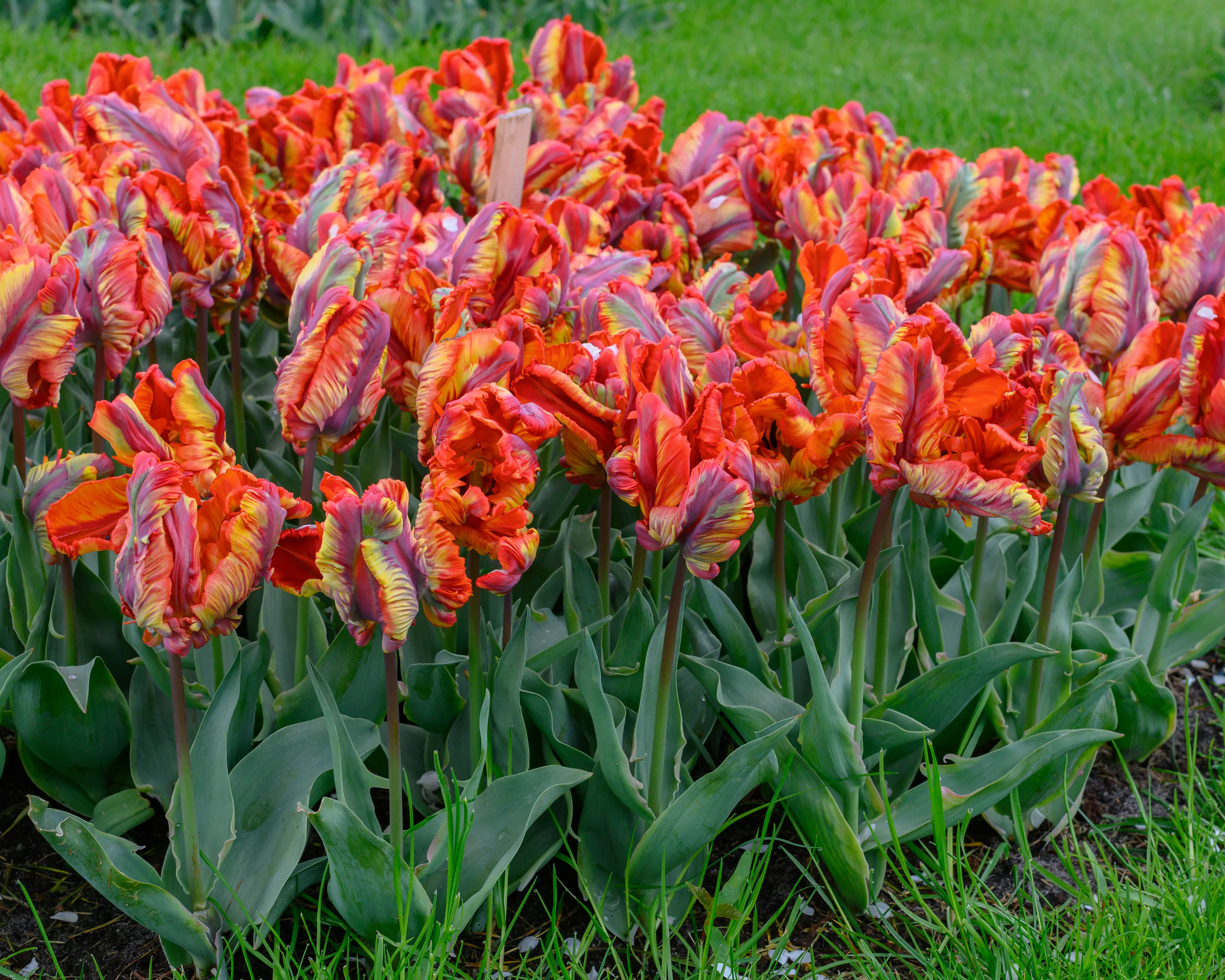Tulip 'Rasta Parrot' - Image 7