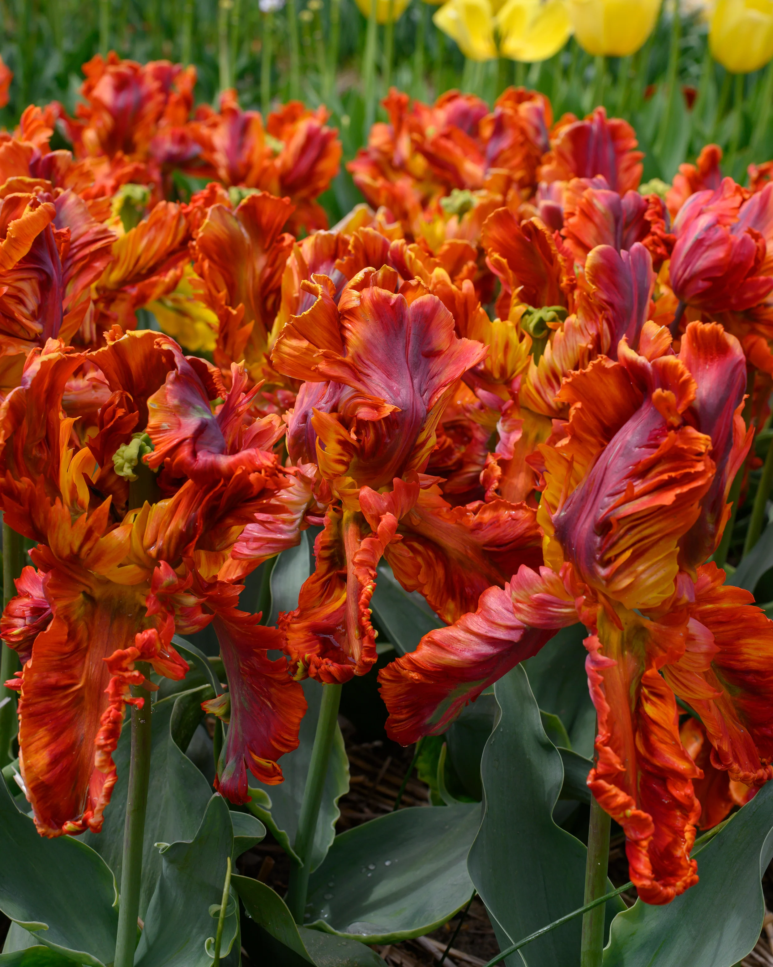 Tulip 'Rasta Parrot' - Image 8