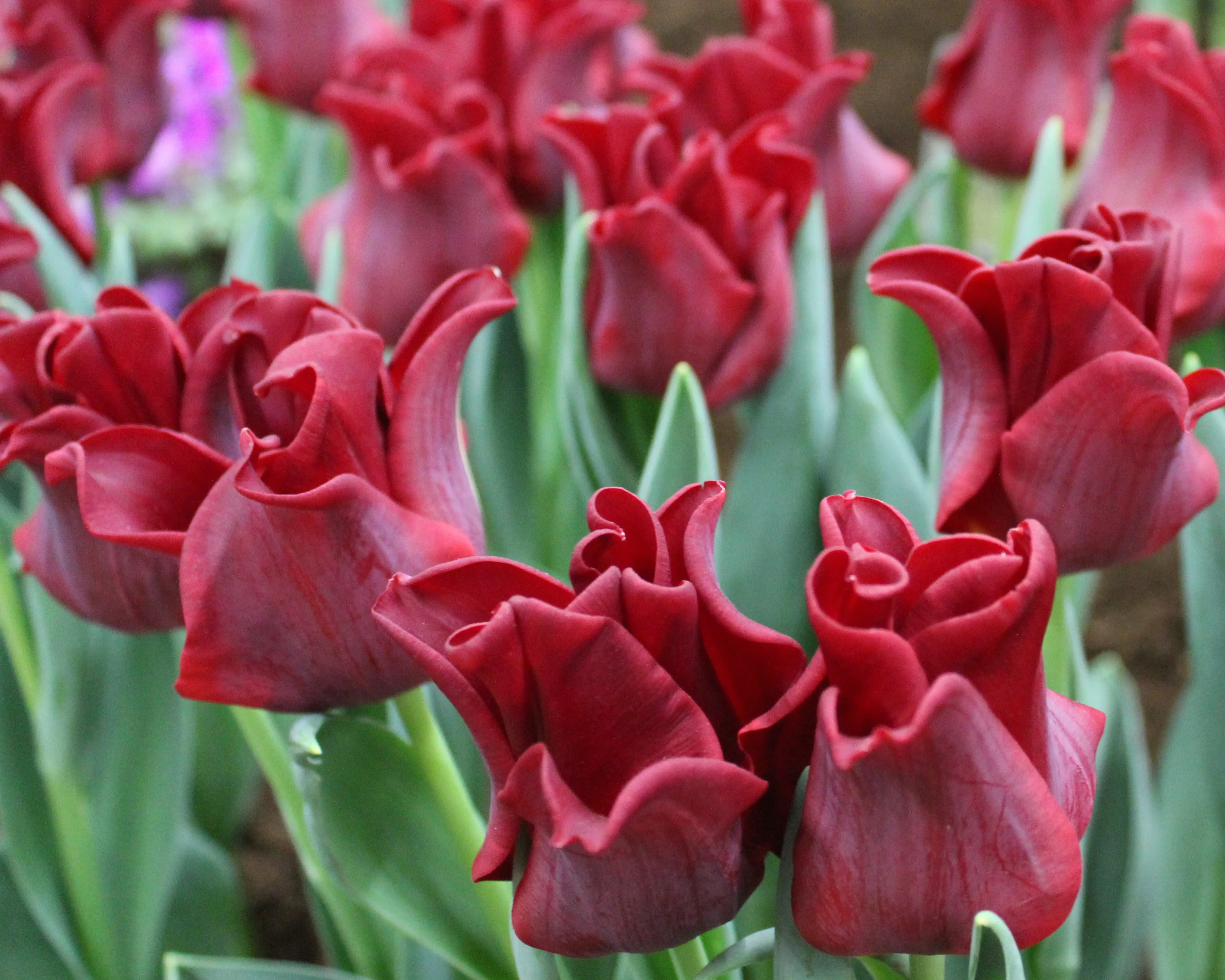 Tulip 'Red Dress' - Image 3