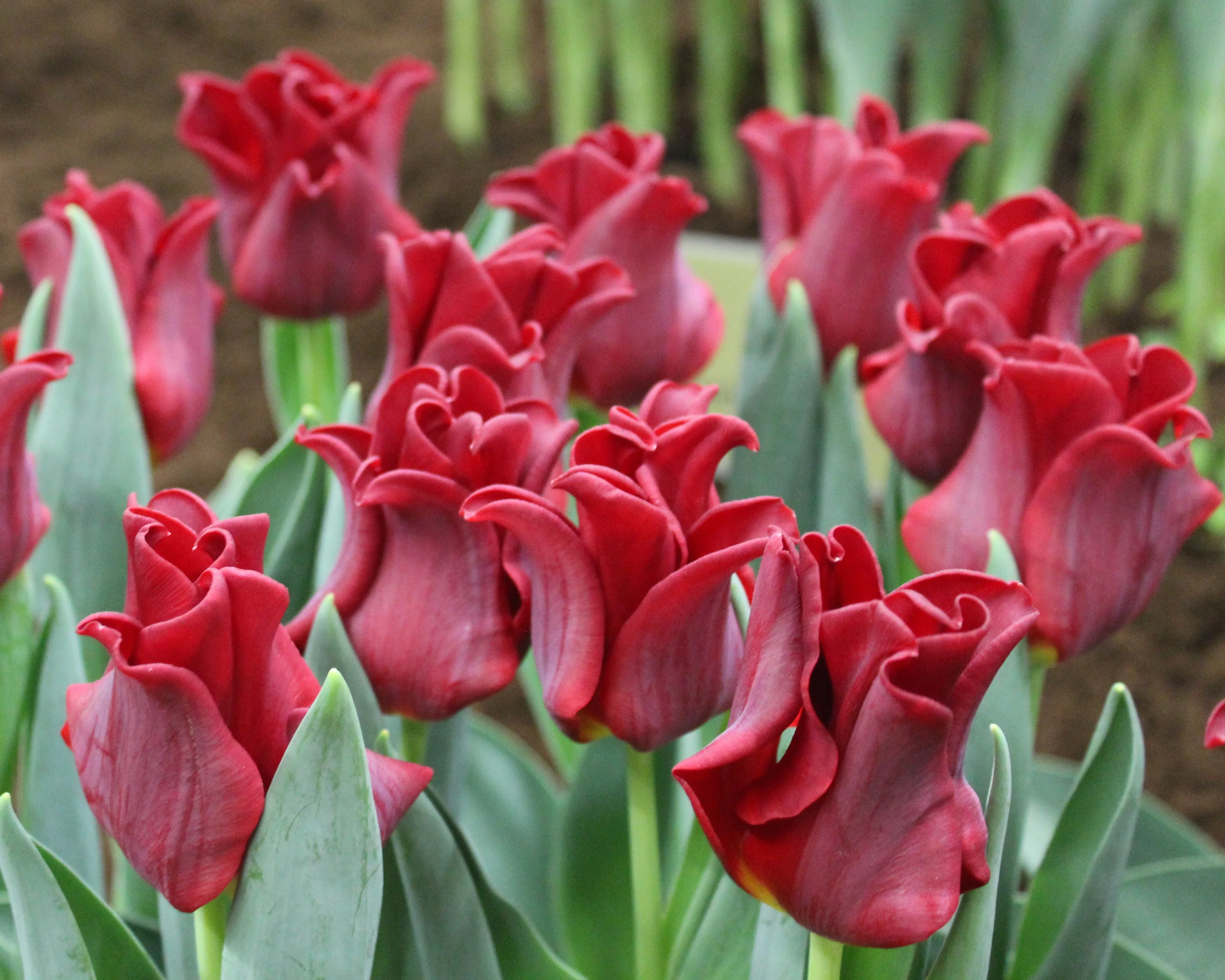 Tulip 'Red Dress' - Image 5