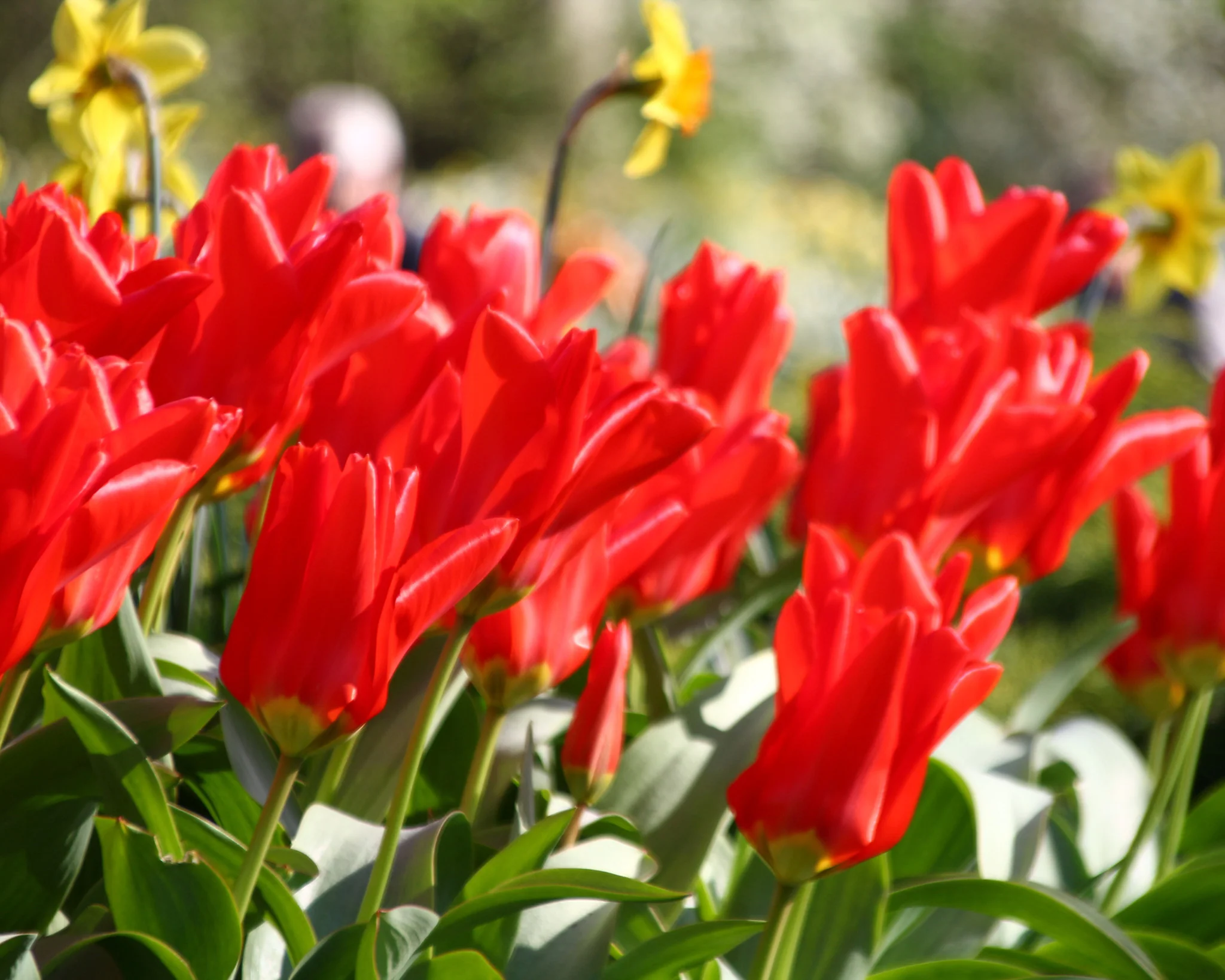 Tulip 'Red Emperor' - Image 6