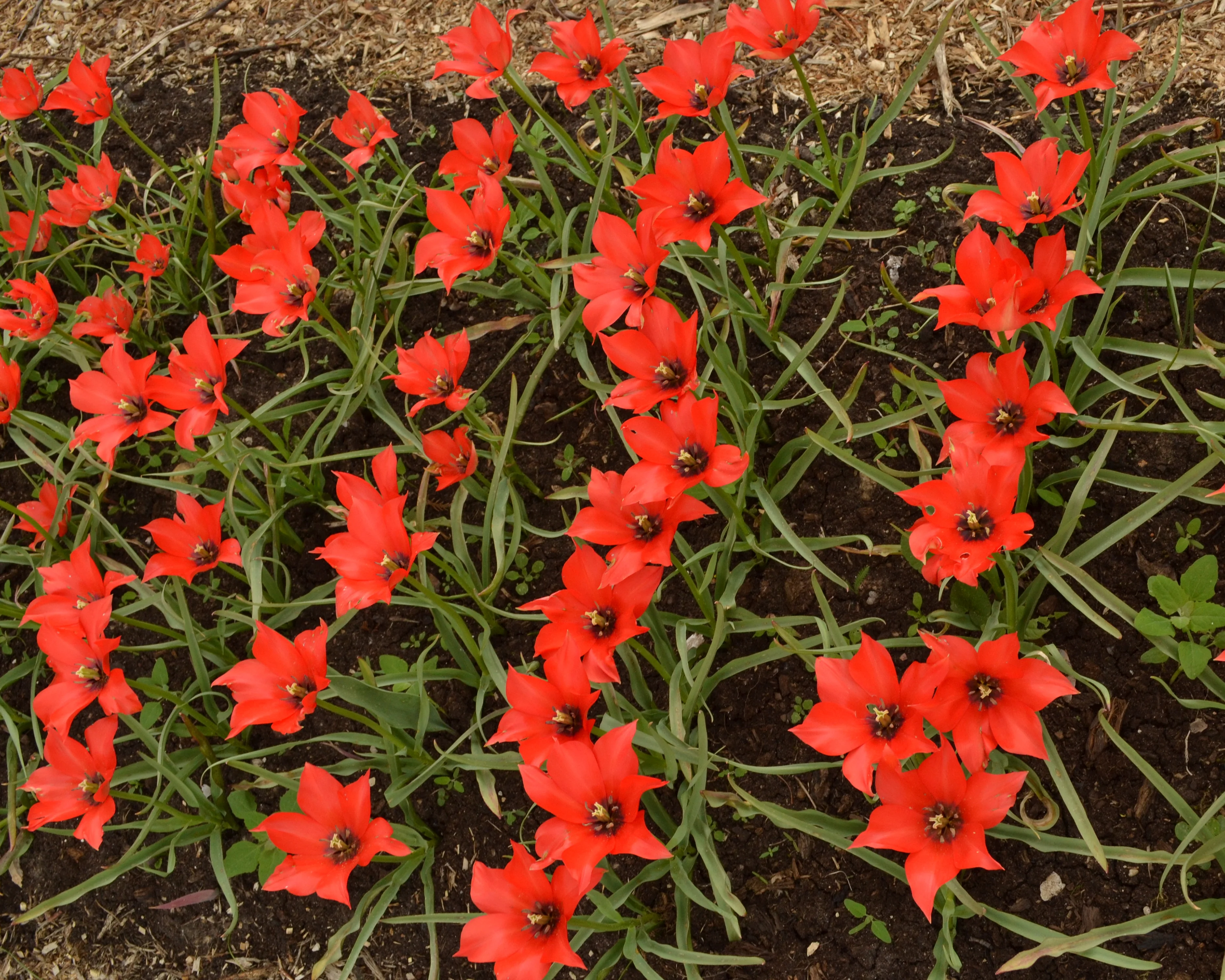 Tulip 'Red Hunter' - Image 4