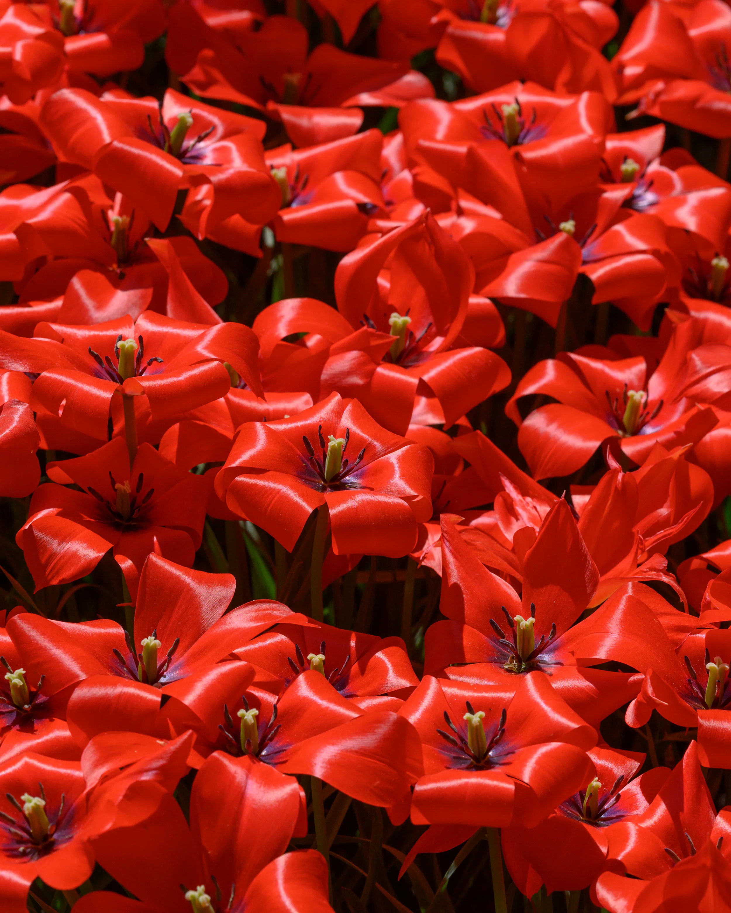 Tulip 'Red Hunter' - Image 7