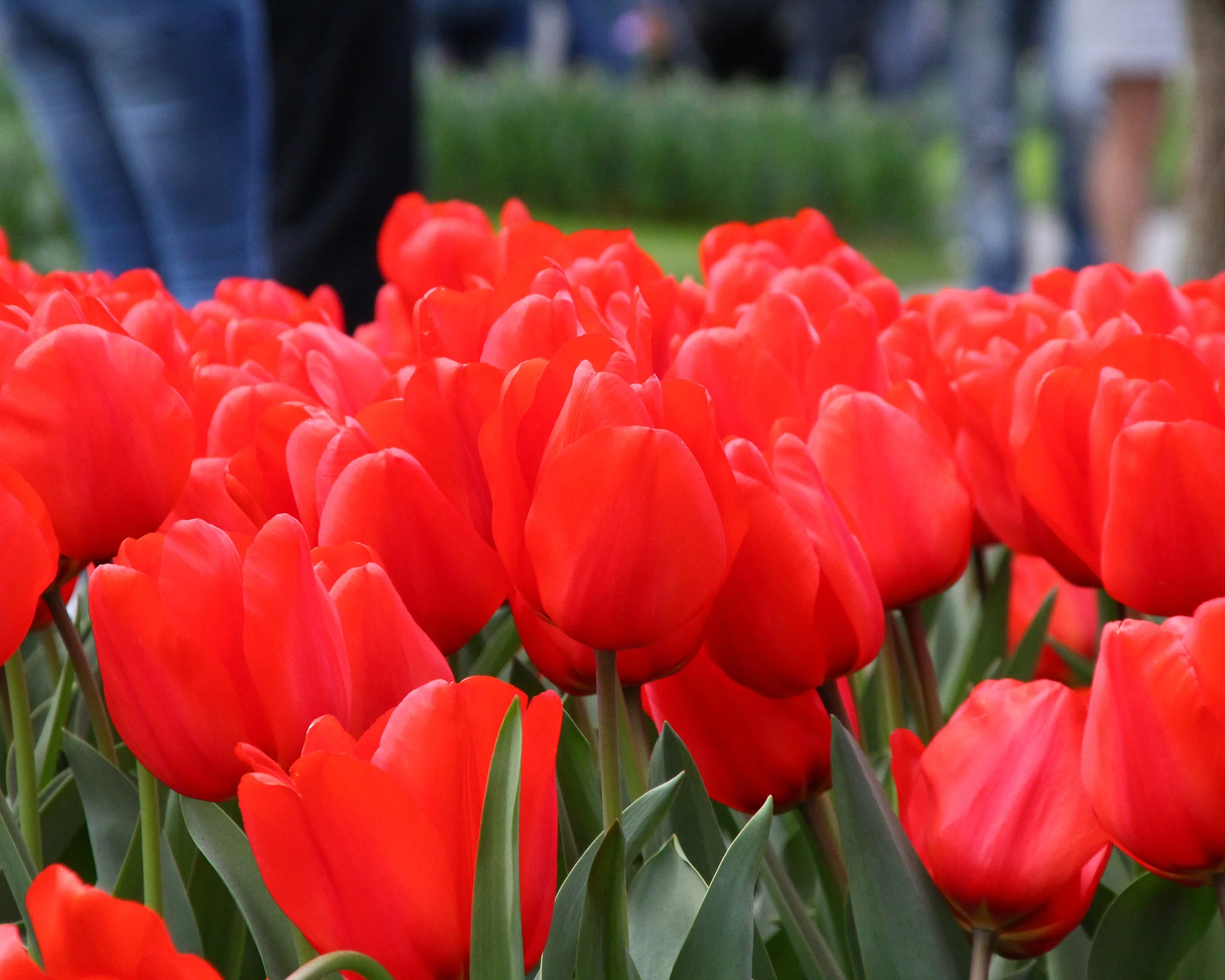 Tulip 'Red Impression' - Image 3