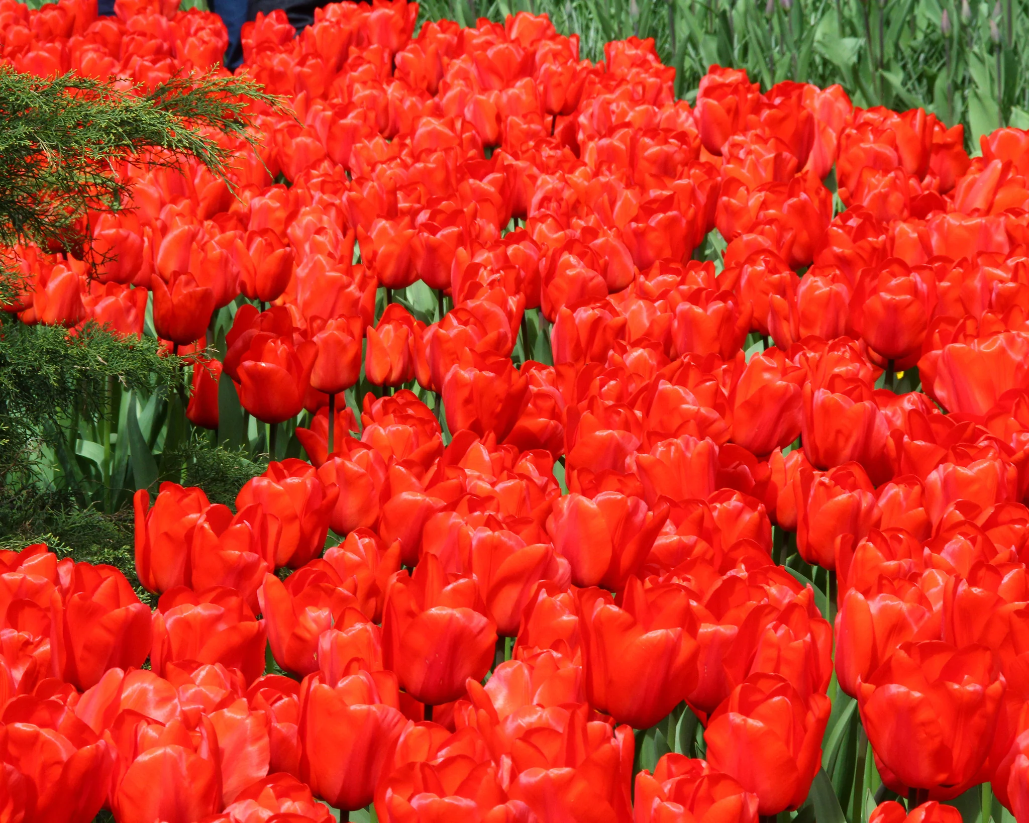 Tulip 'Red Impression' - Image 6