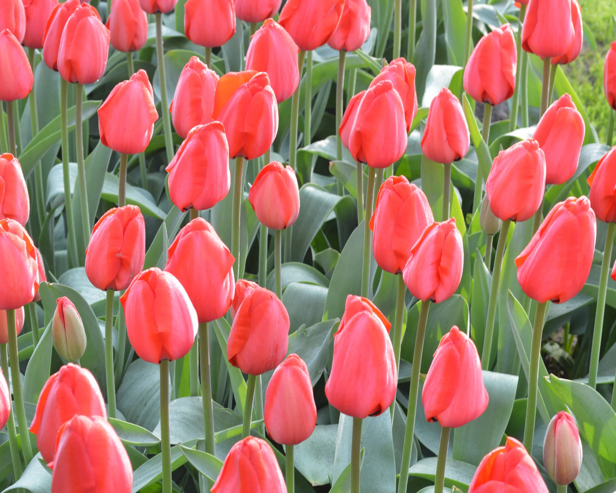 Tulip 'Red Impression' - Image 7