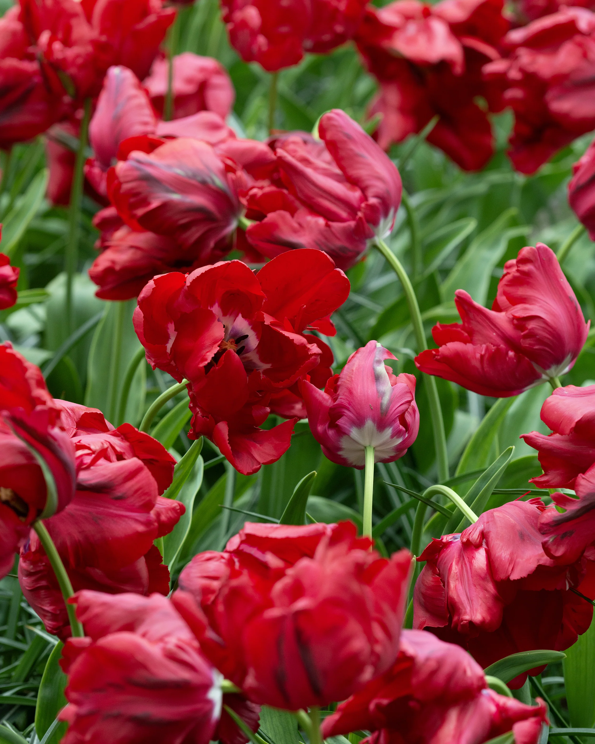 Tulip 'Red Madonna' - Image 3